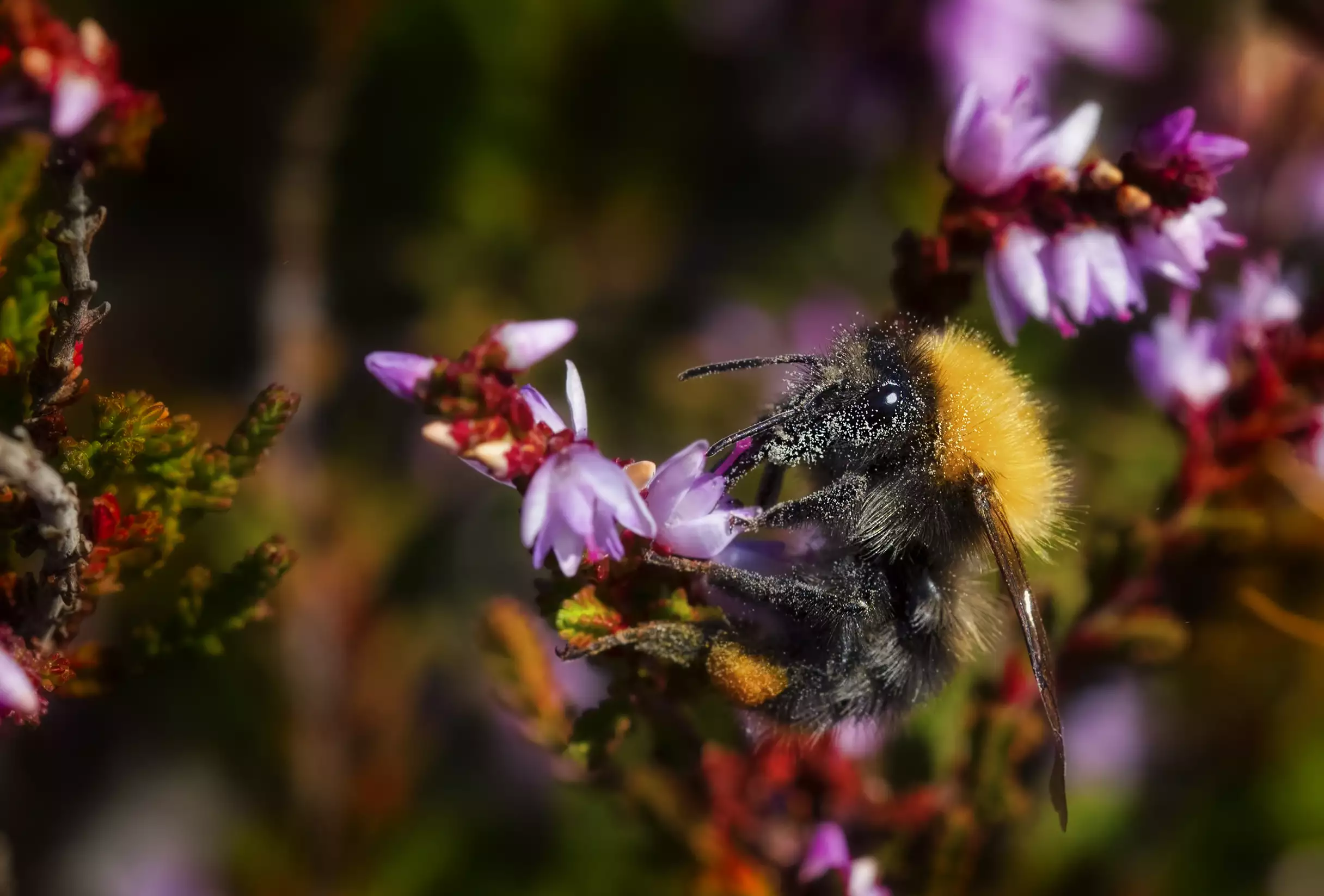 Bumblebee at work on a heather flower
