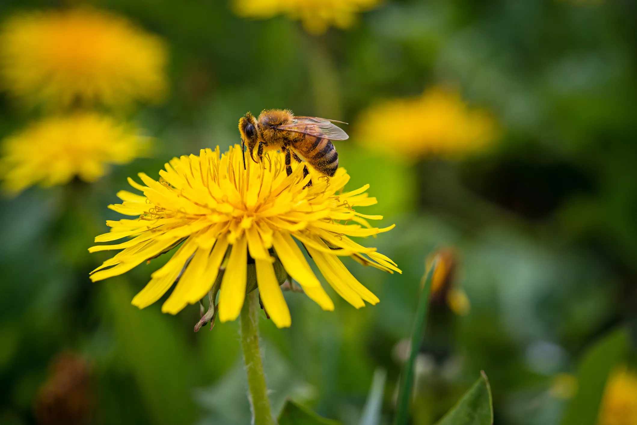Close-up of a honeybee on a dandelion