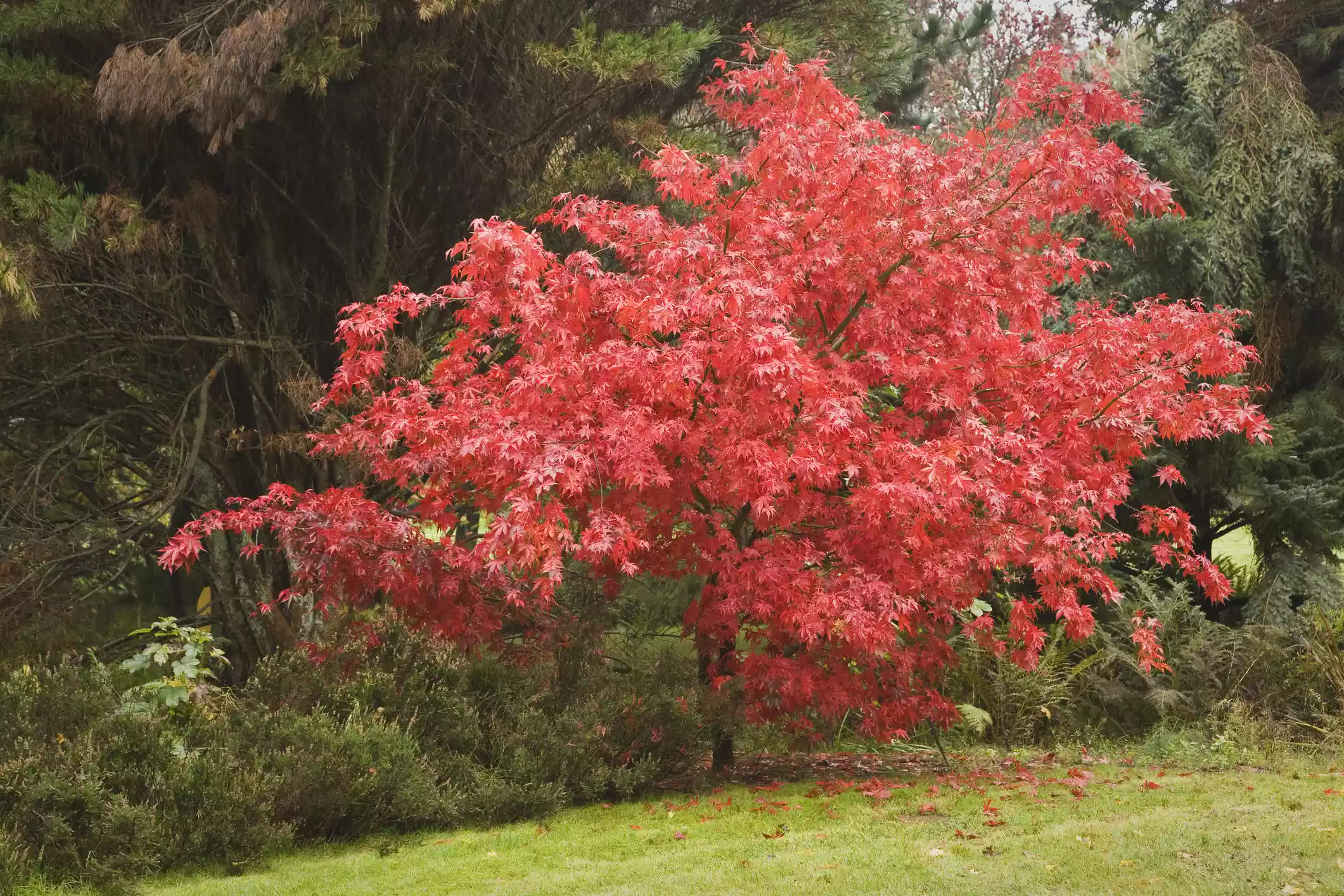 Japanese maple with red leaves at the edge of a lawn.