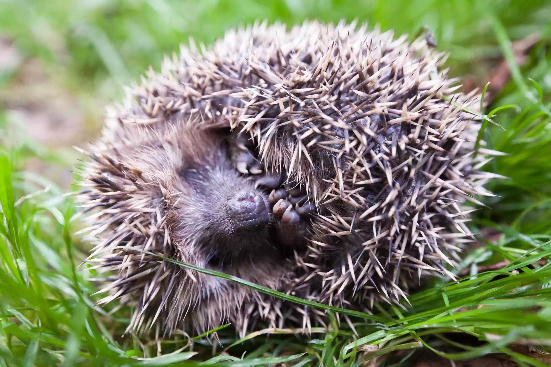 A frightened hedgehog rolled into a ball