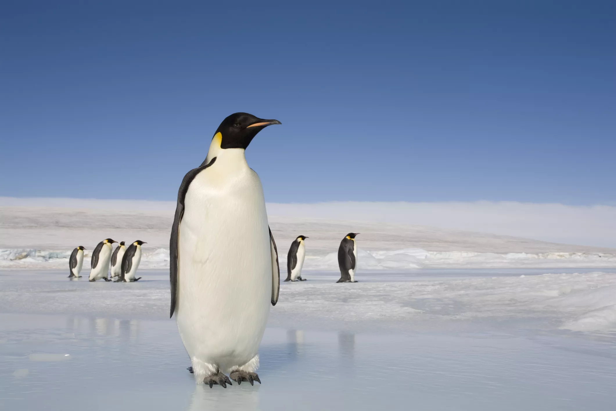 Emperor penguins on ice in Antarctica.