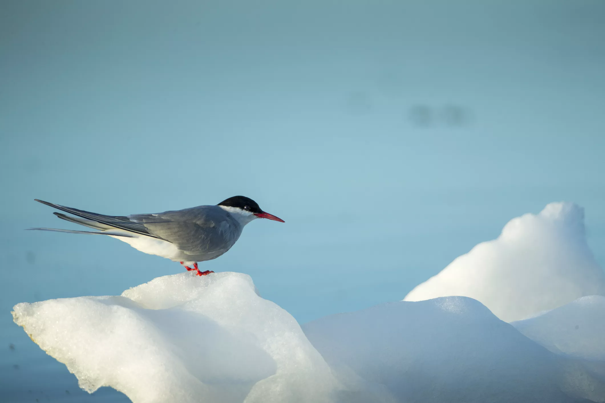 Arctic tern resting on sea ice.