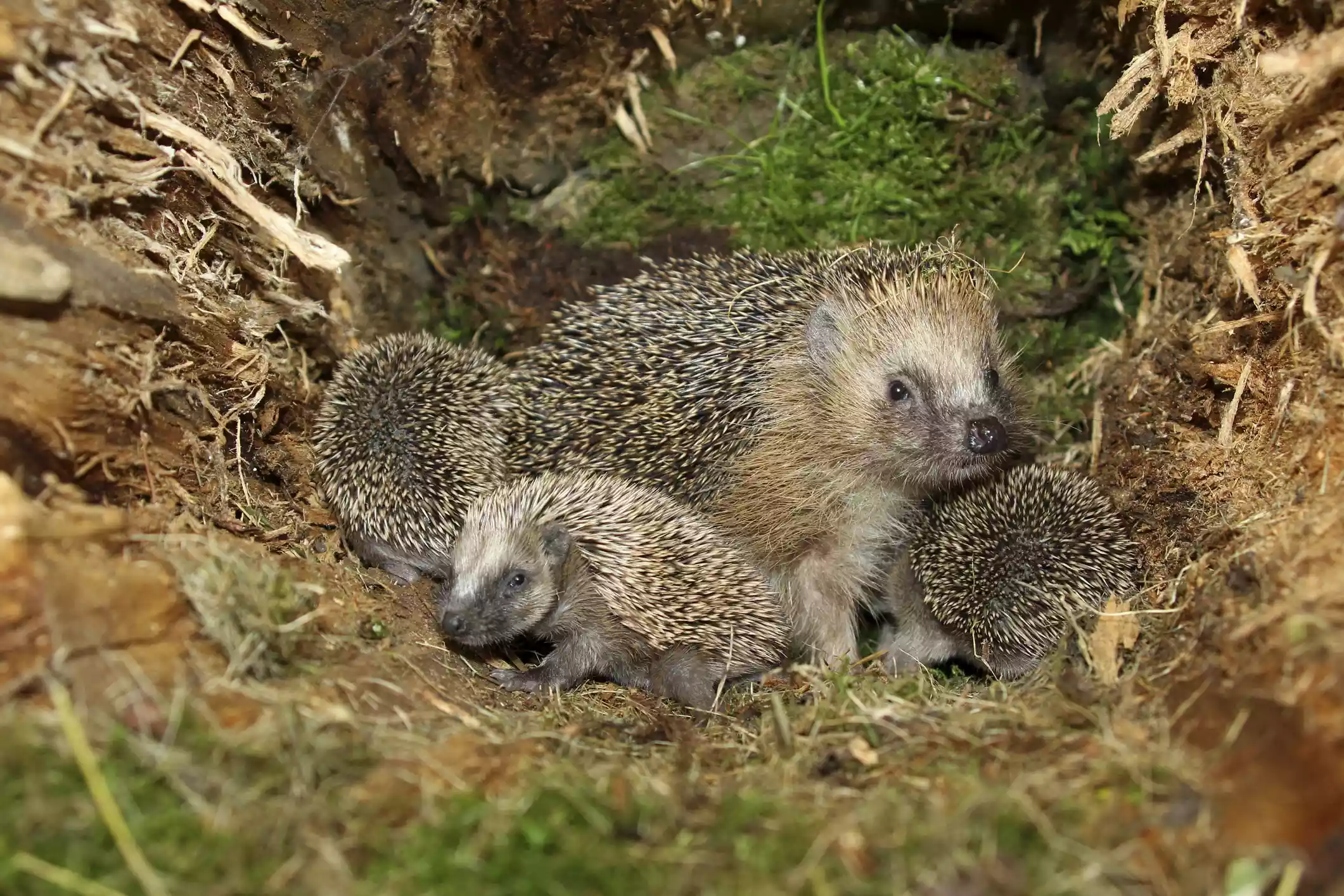 An array of hedgehogs, mother and babies, at their nest in a tree stump