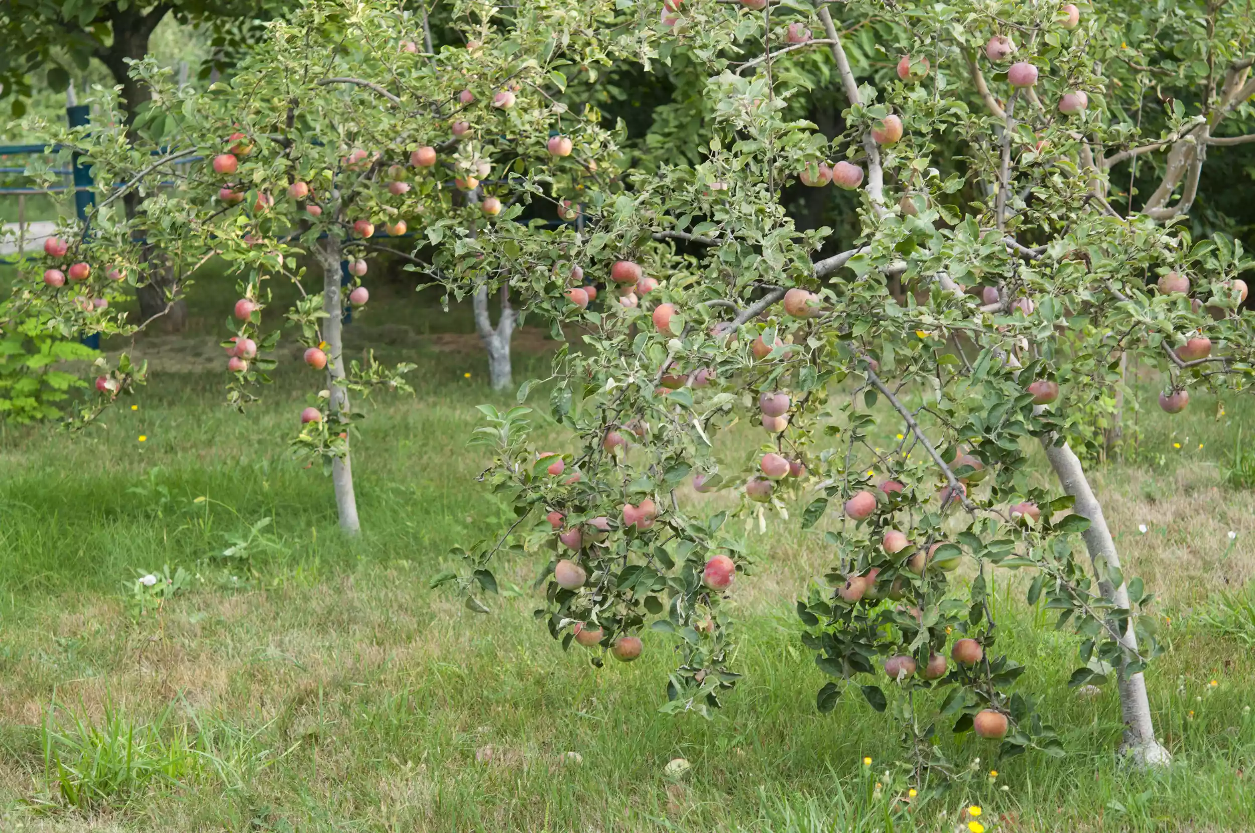 Young dwarf apple trees in a yard, heavy with fruit.