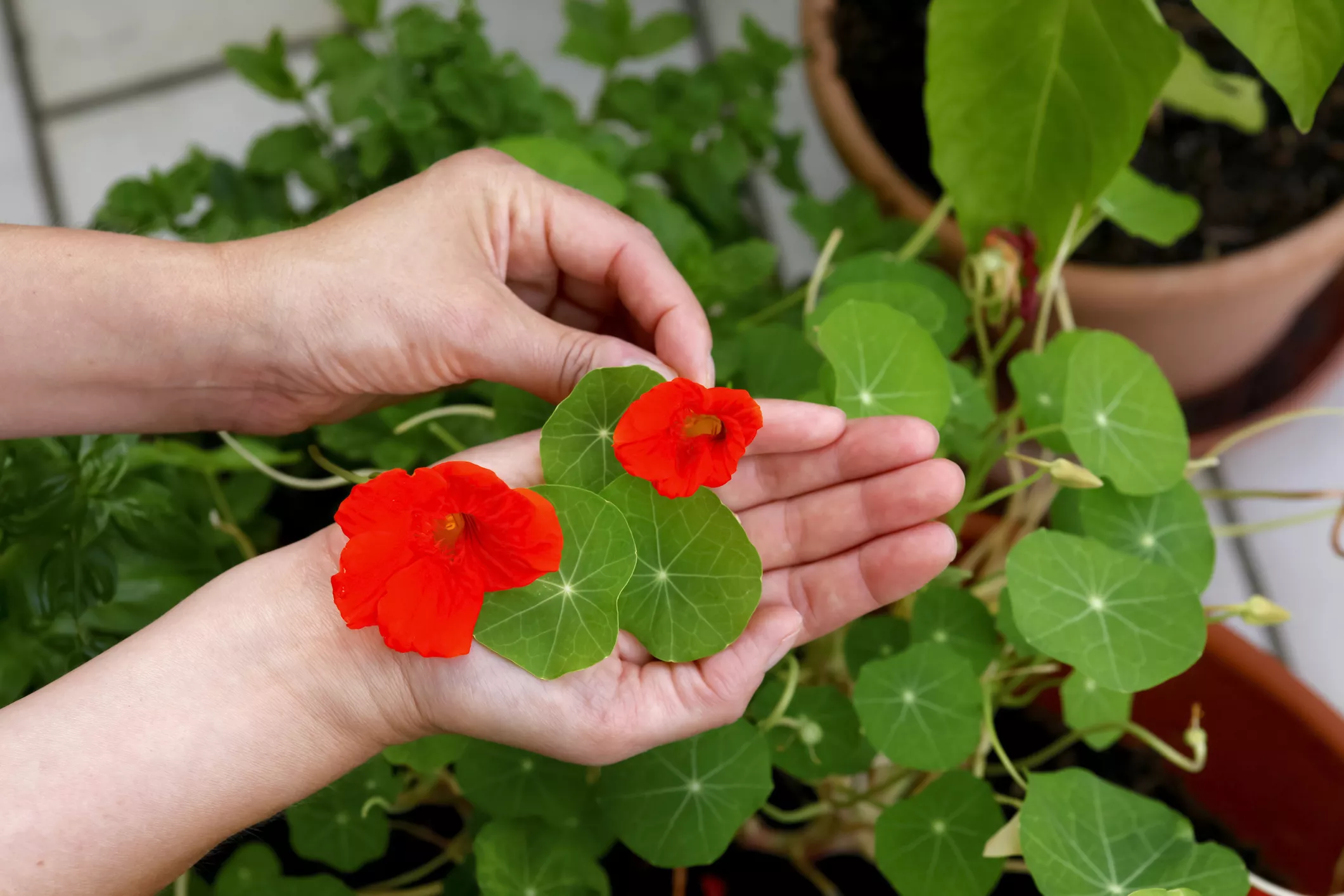 Person picking leaves and flowers from potted nasturtium