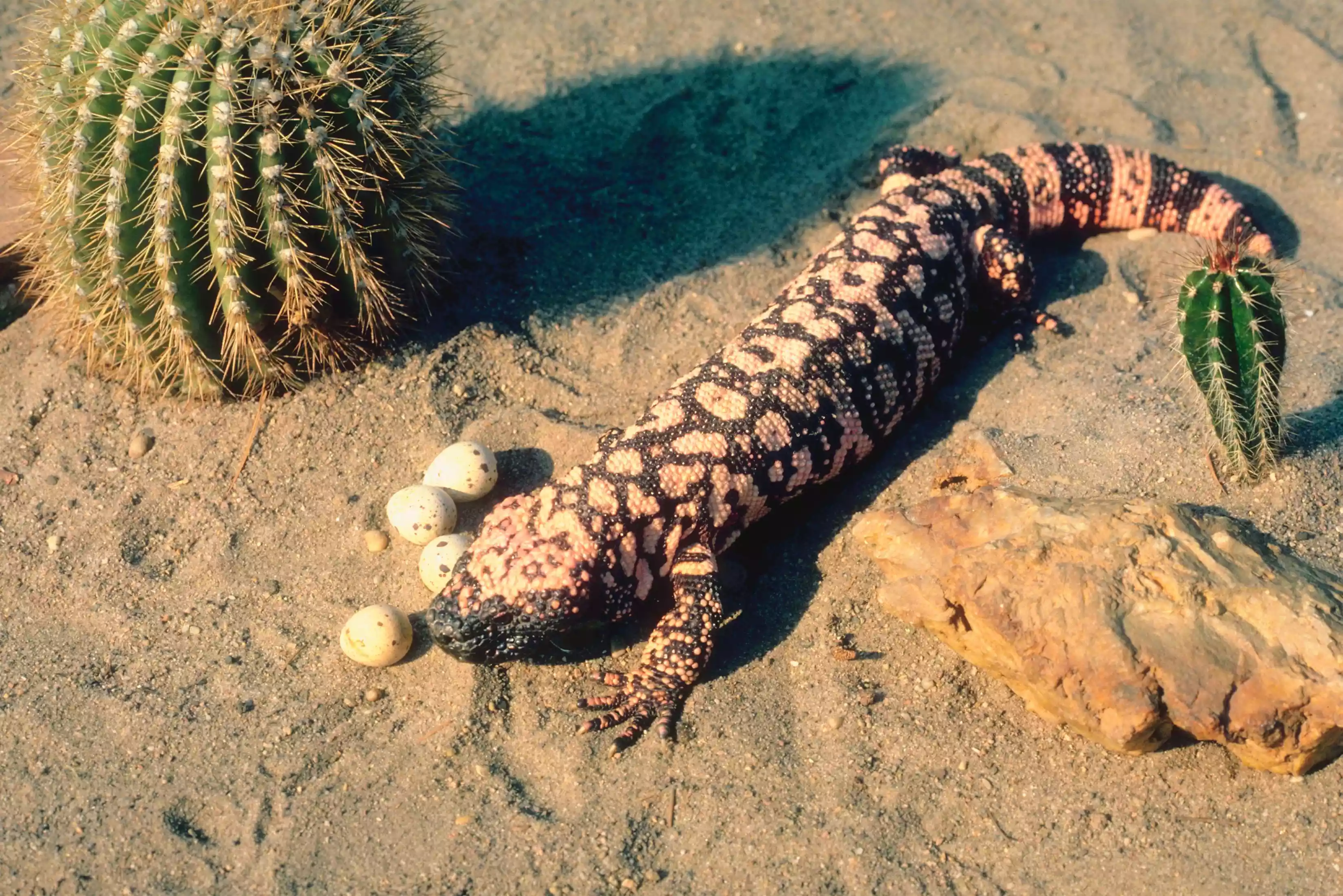 Gila monster and eggs in the desert