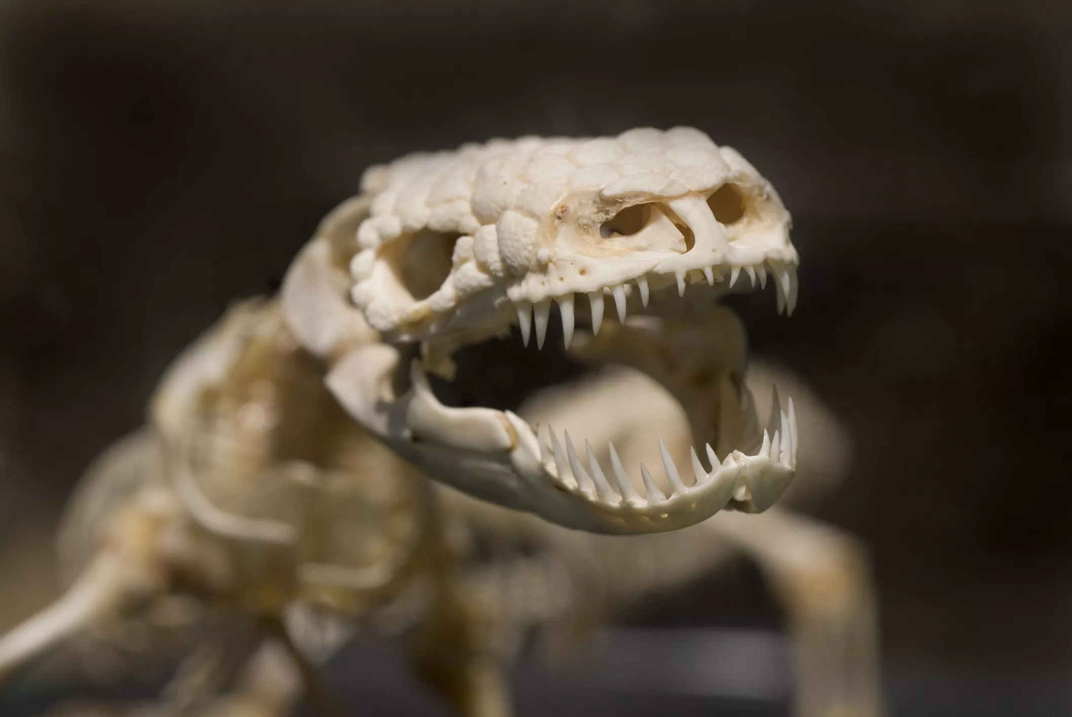 Gila Monster Skeleton on display