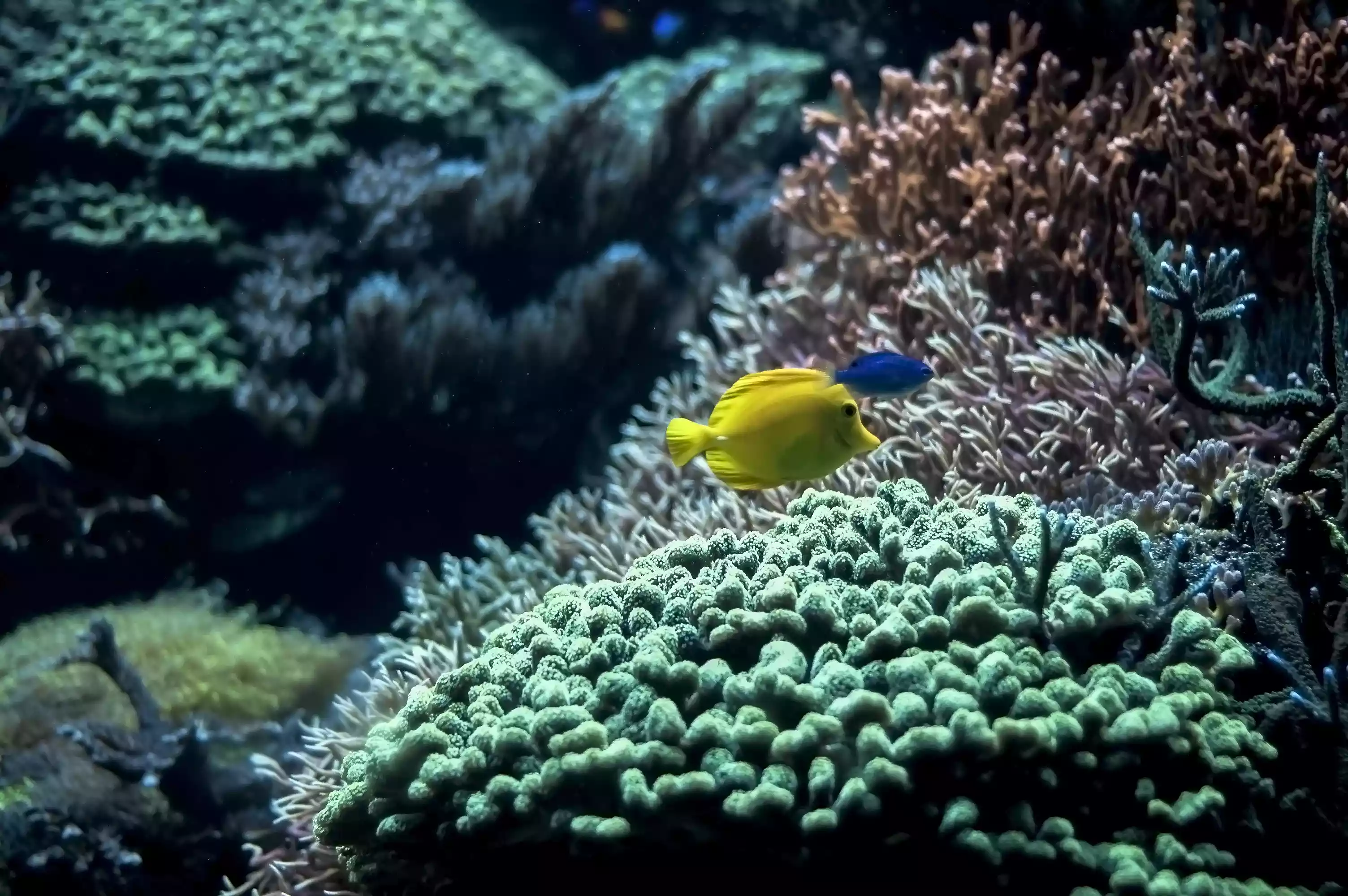 A yellow tang swimming along a large green and orange coral reef