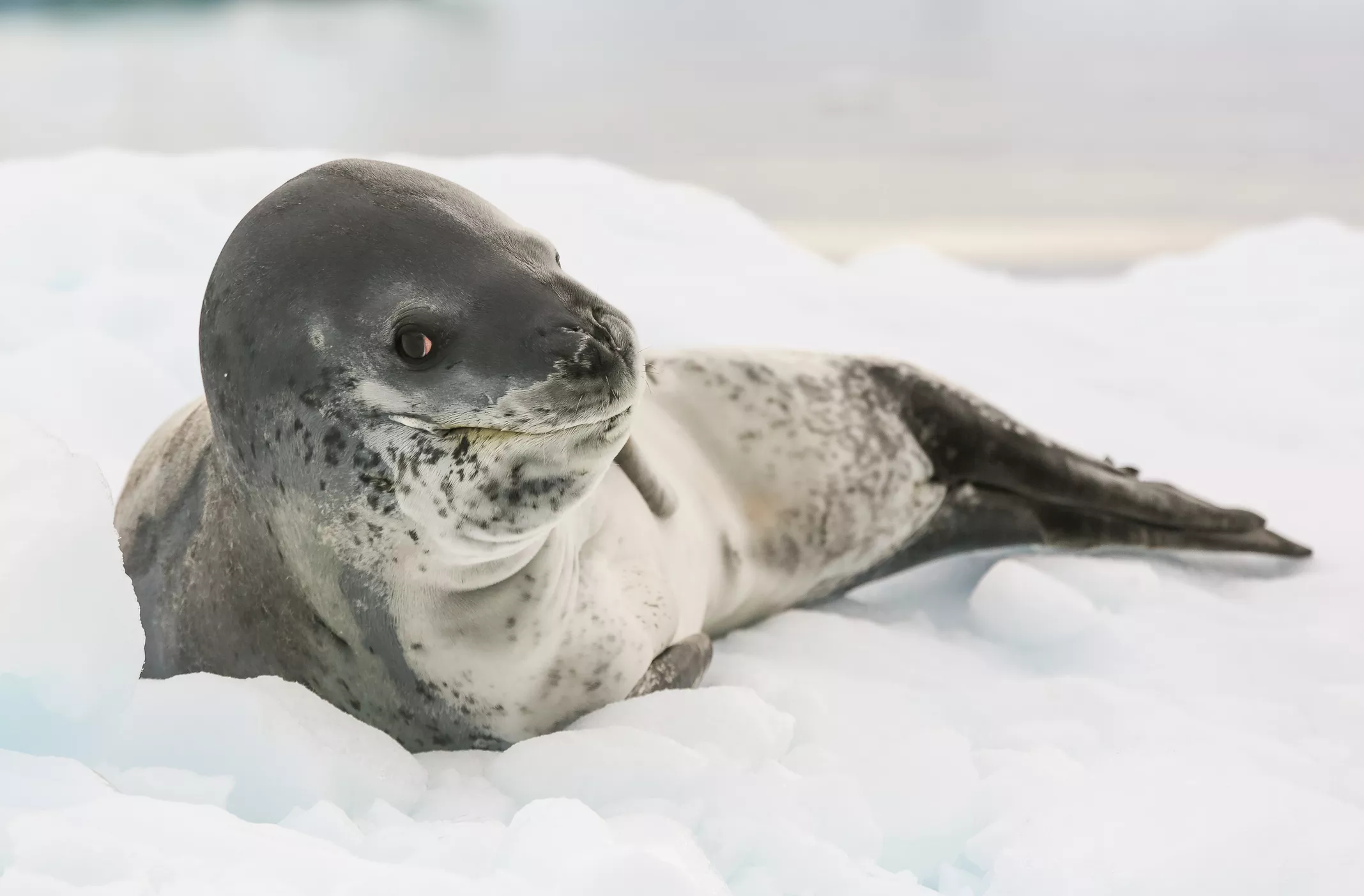 Leopard seal lying on ice with water in background.