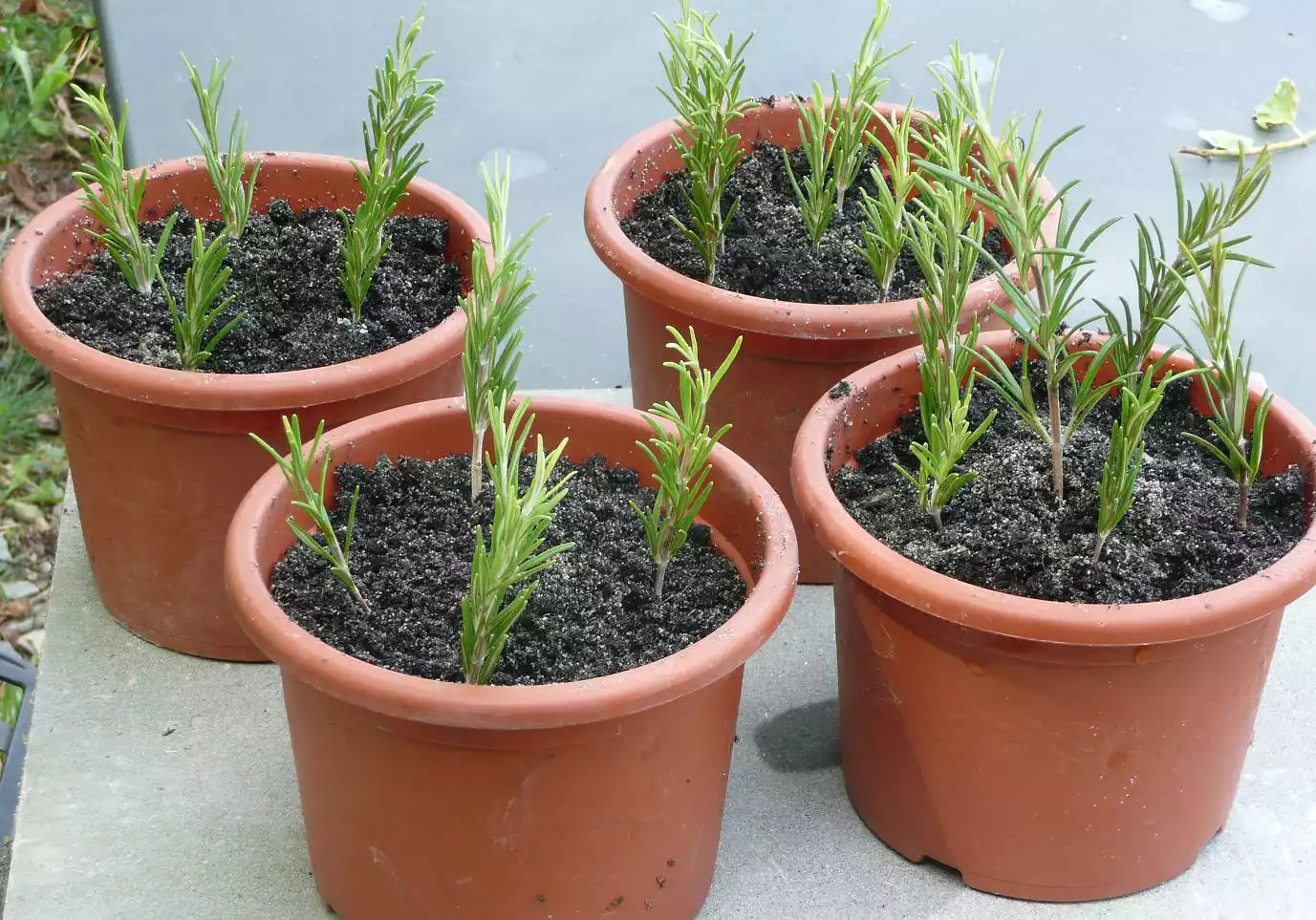 Four pots filled with mature, green rosemary sprigs