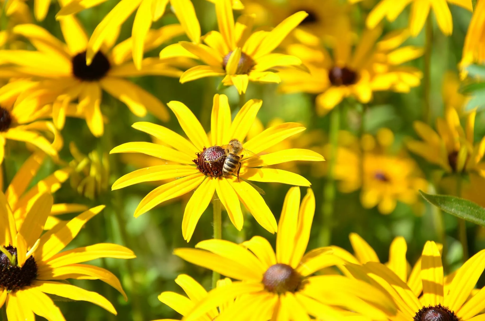 Field of black-eyed Susans with bee on one