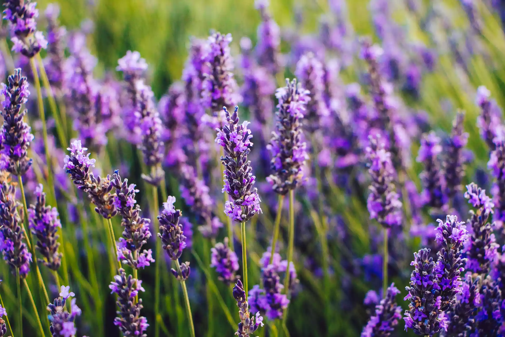 Close-up of field of blooming lavender flowers