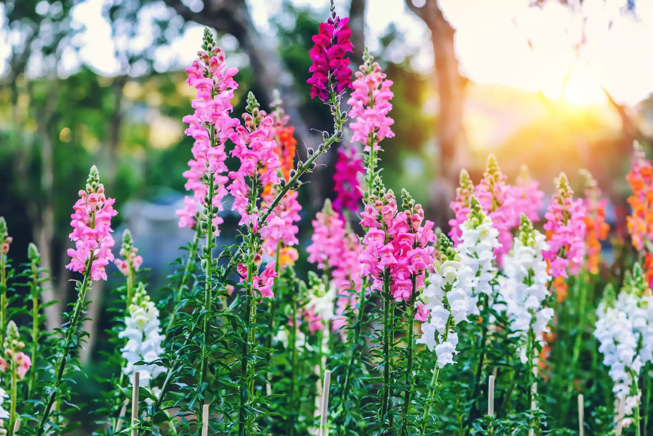 Field of colorful snapdragons