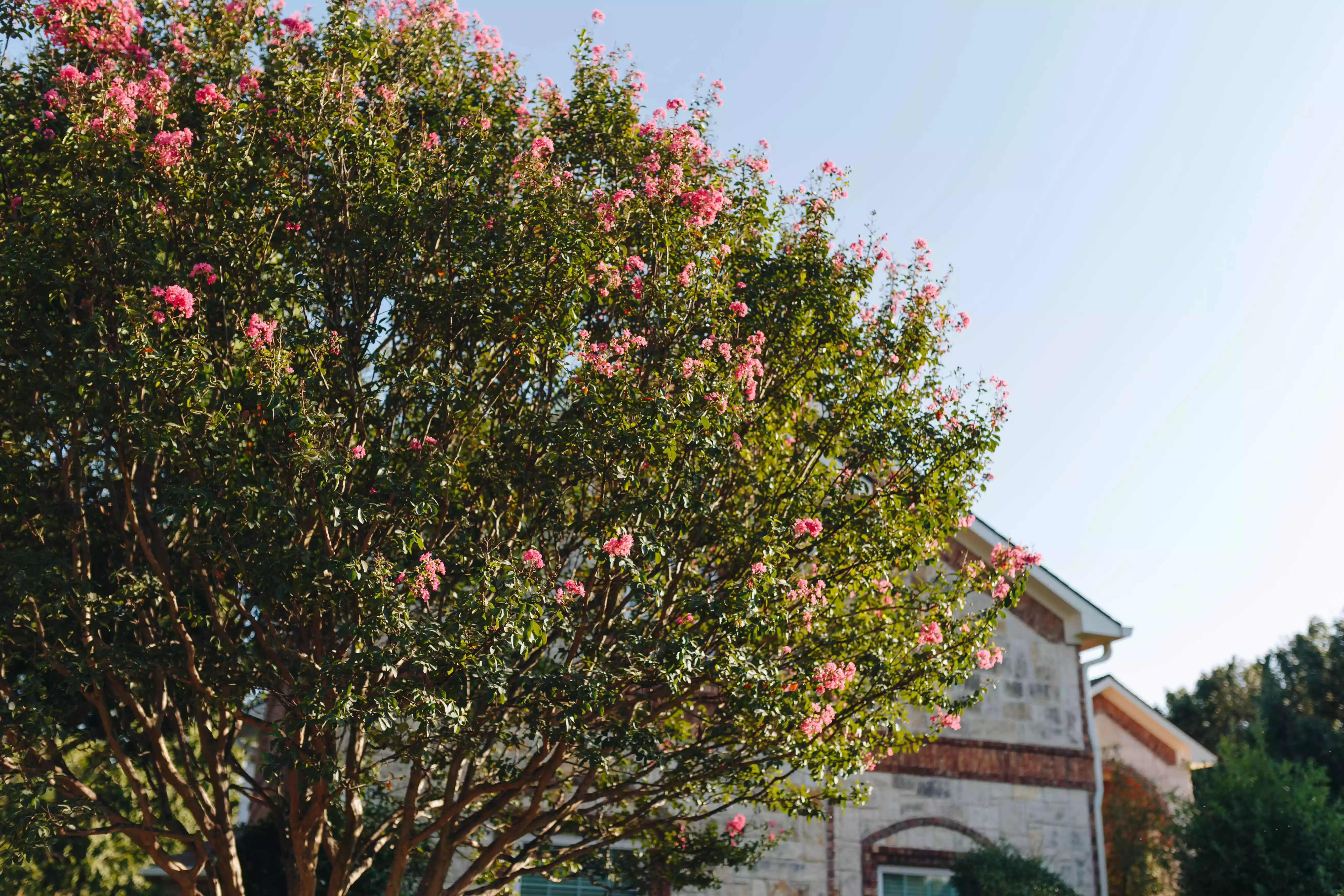 A bushy tree with pink flowers in front of a house.