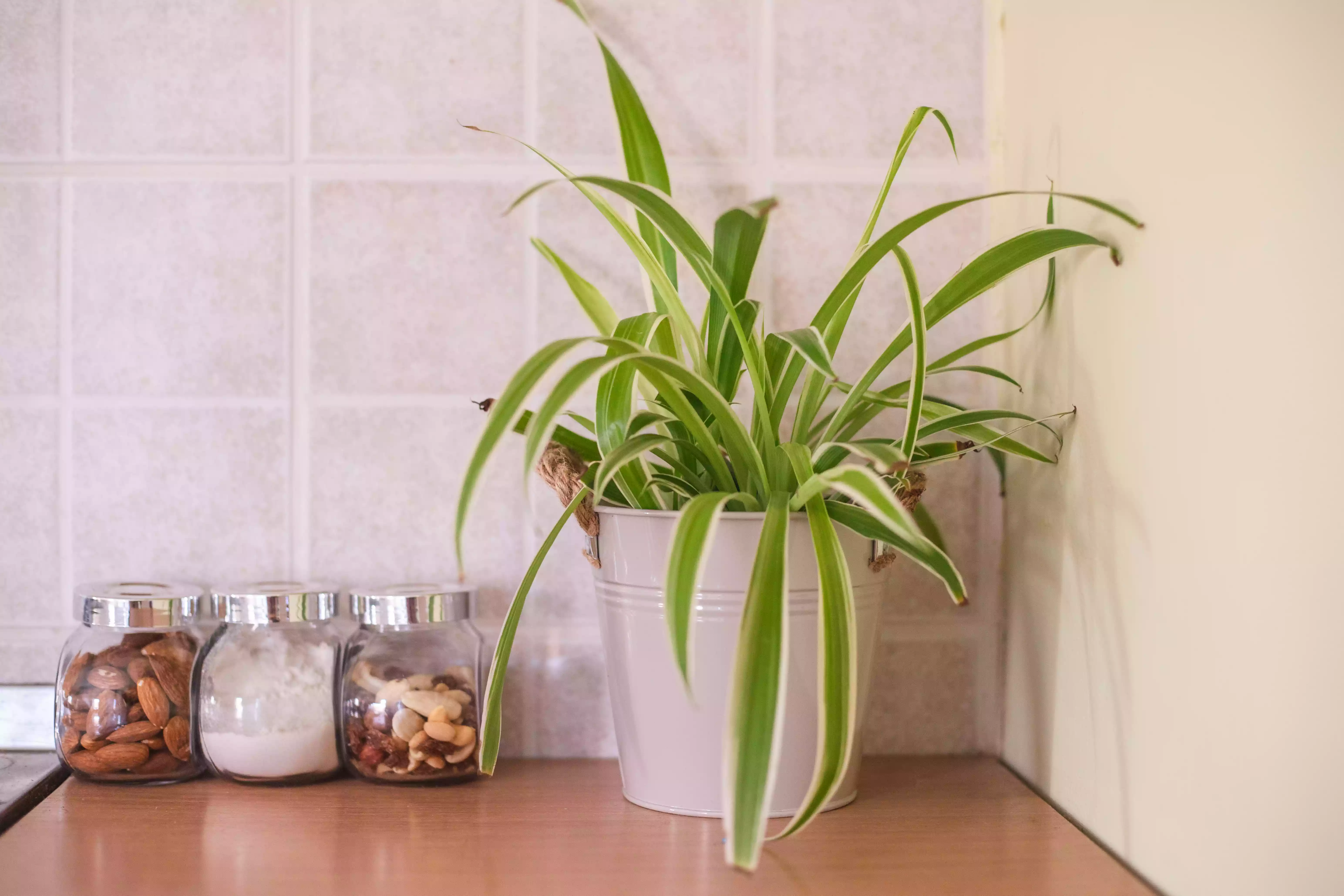spider plant in metal pot sits in kitchen next to glass jars of food