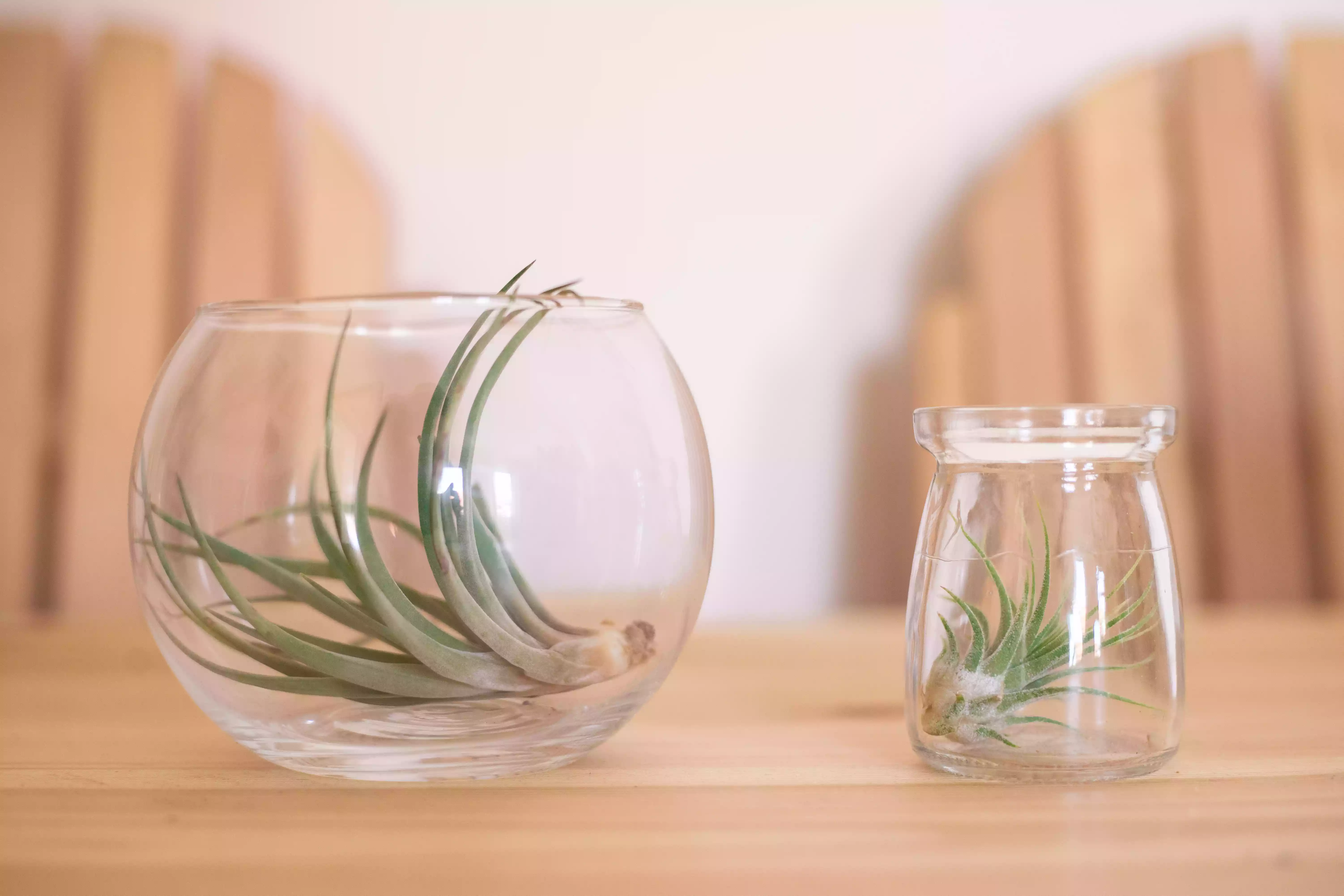 two air plants in glass containers sit on wooden table with Adirondack chairs in background