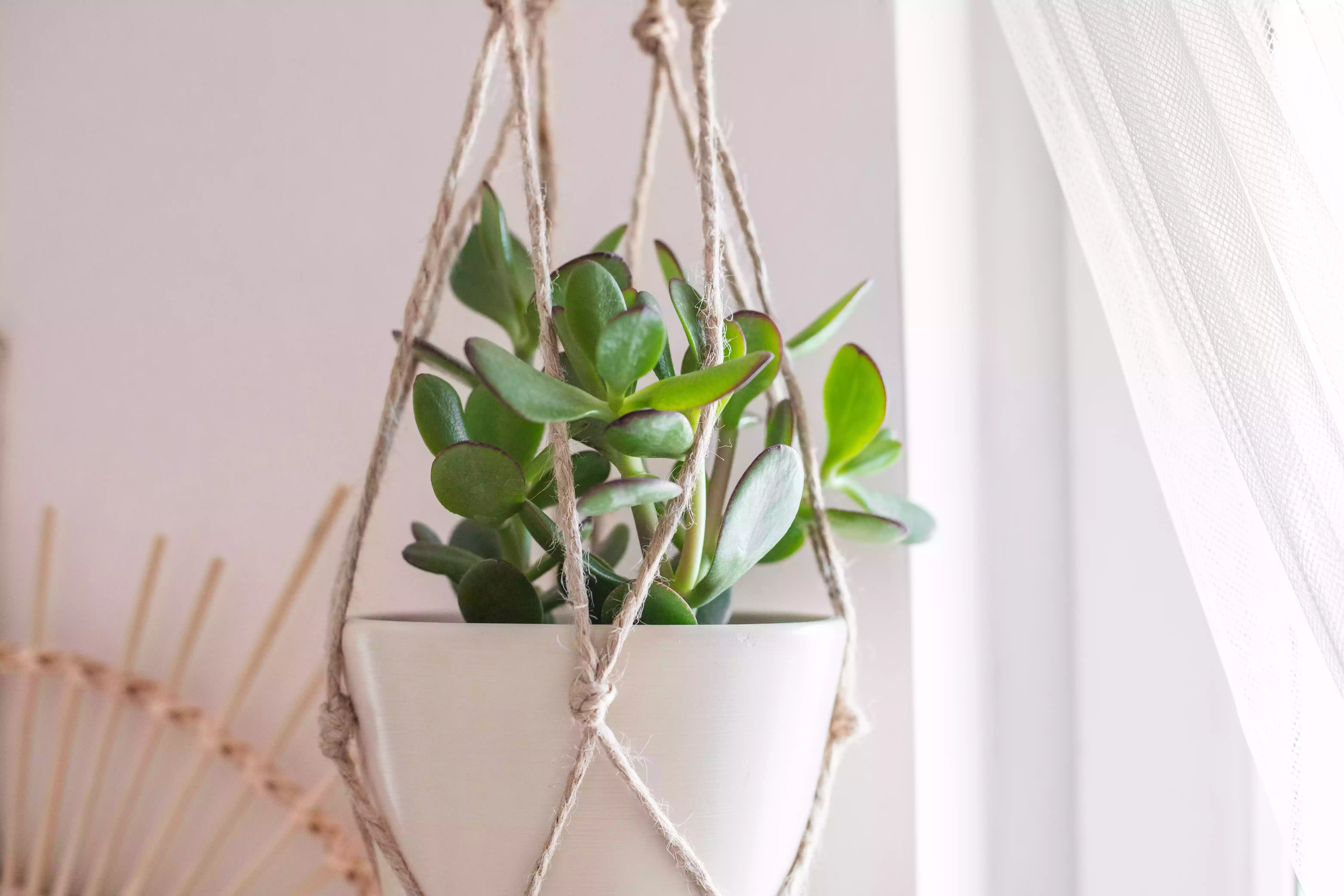 jade plant hangs from macrame holder near a window with sheer curtains