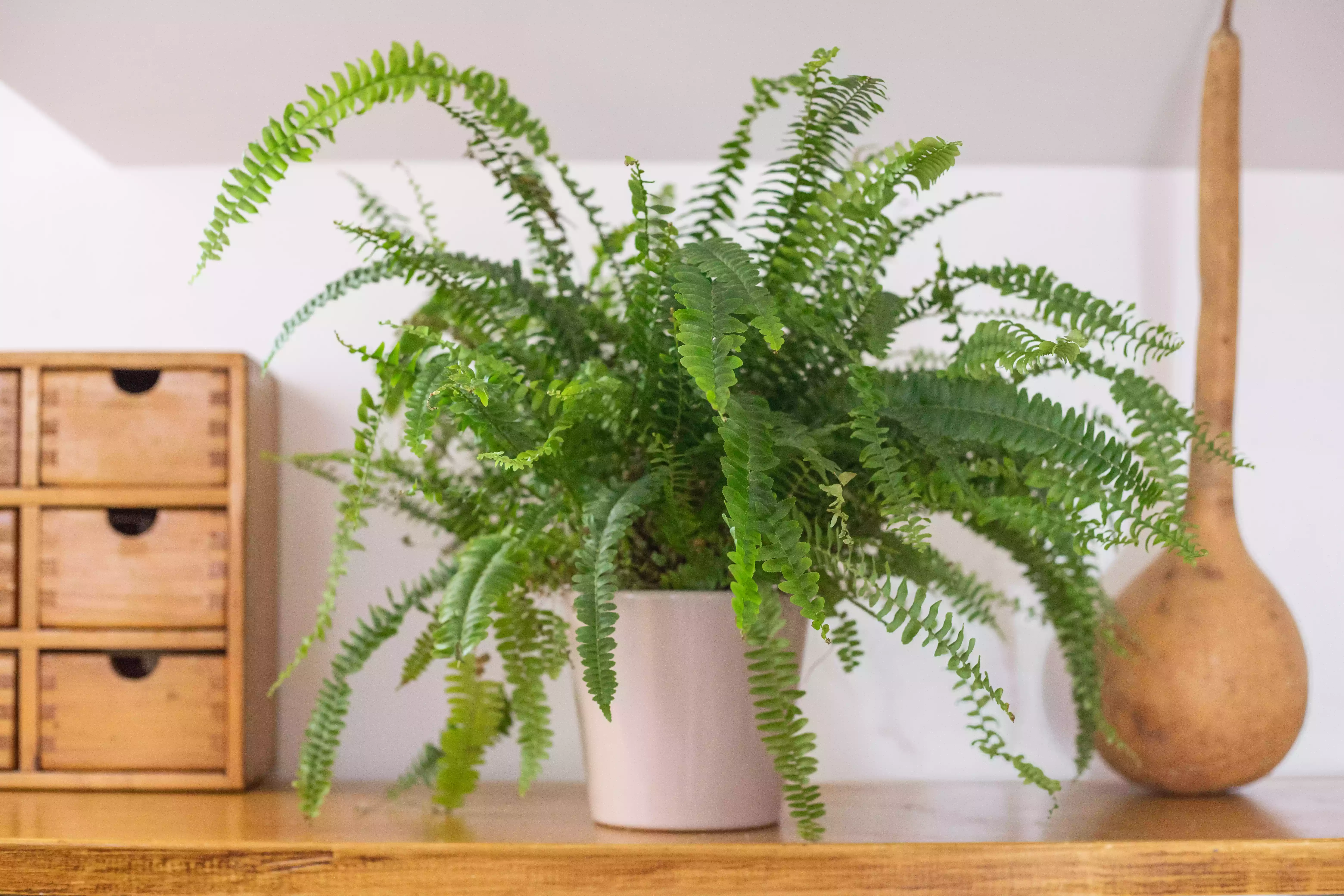 large fern house plant is displayed on wooden shelf next to other house decor