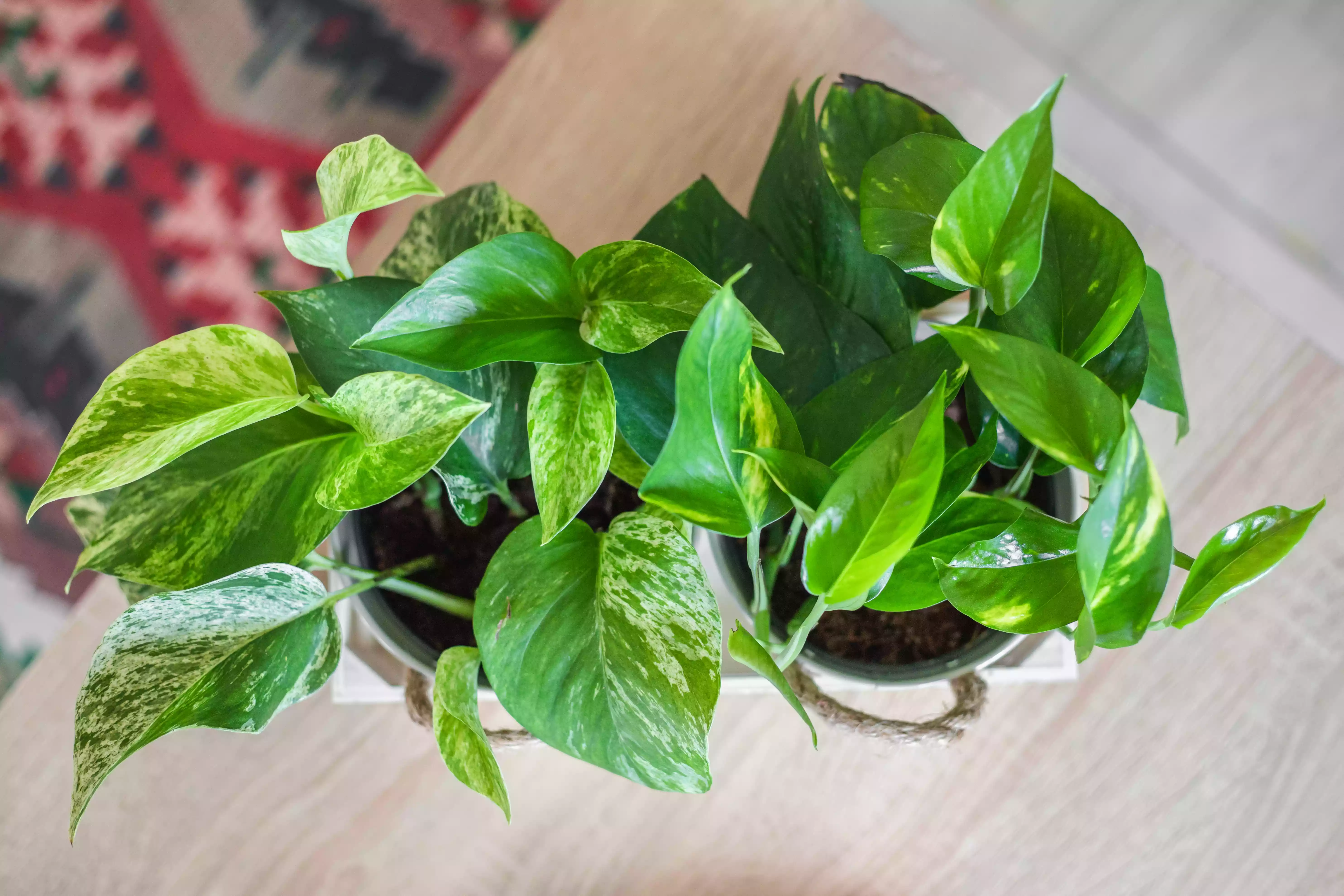 overhead view of two devil's ivy pothos house plants with colorful rug in background