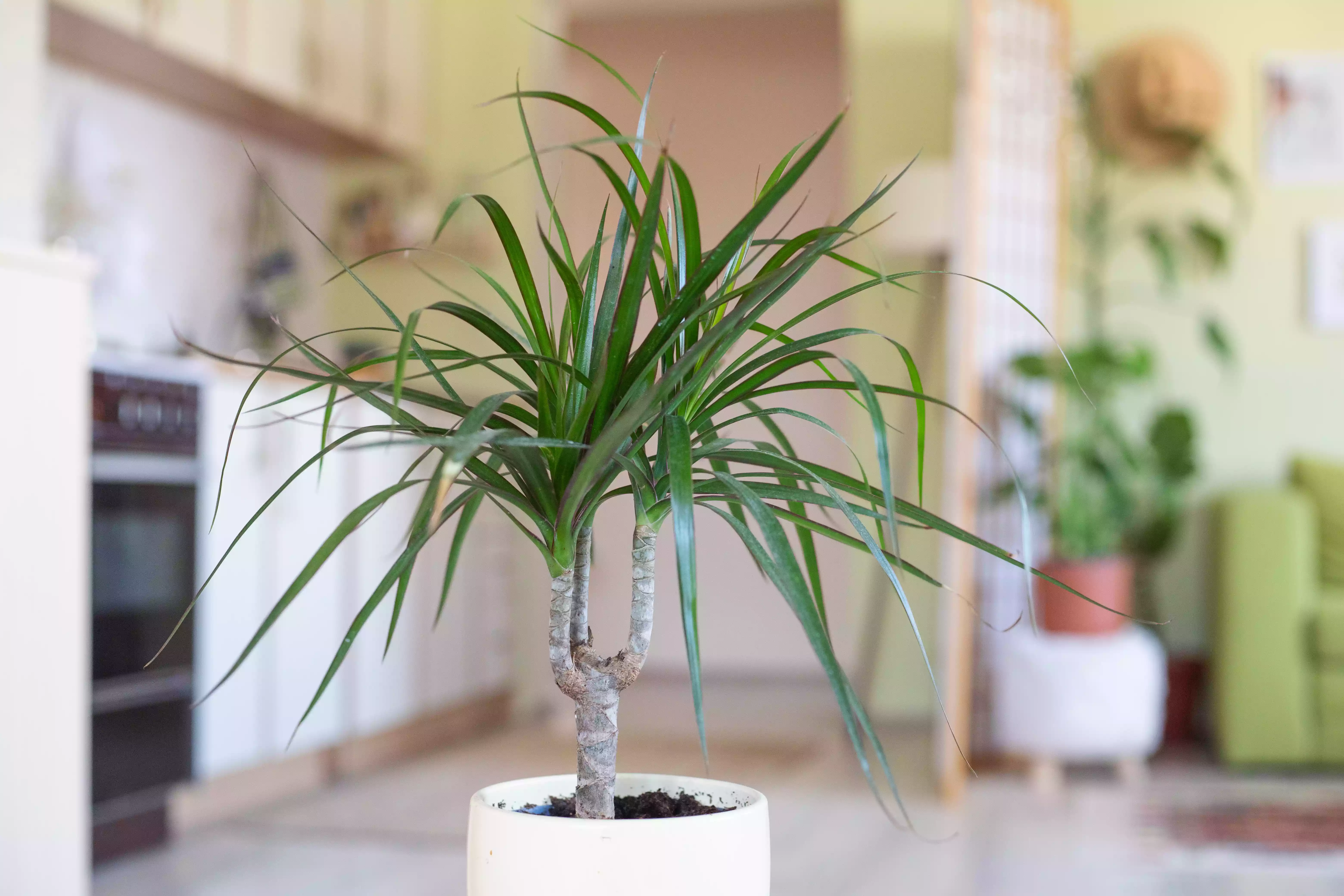 Dracaena house plant in white pot with studio apartment kitchen in background