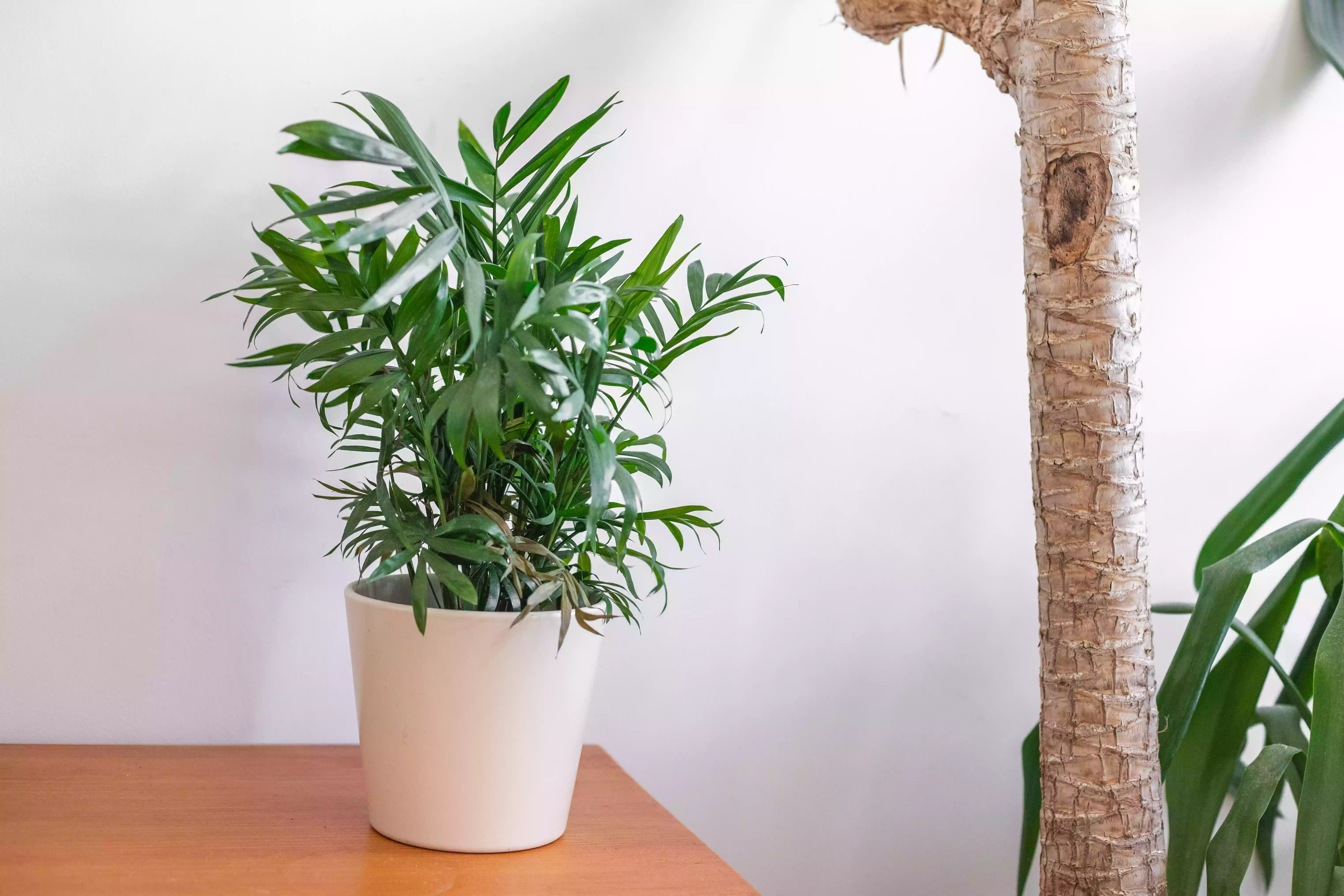 parlor palm house plant in white pot on wooden furniture next to other larger house plants