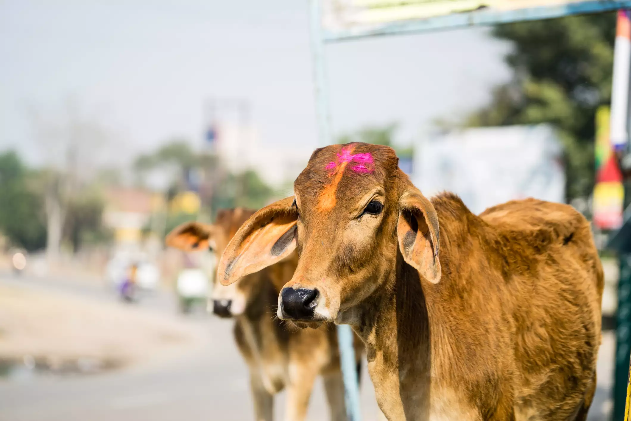 A cow on the street with a dab of pink paint on its forehead