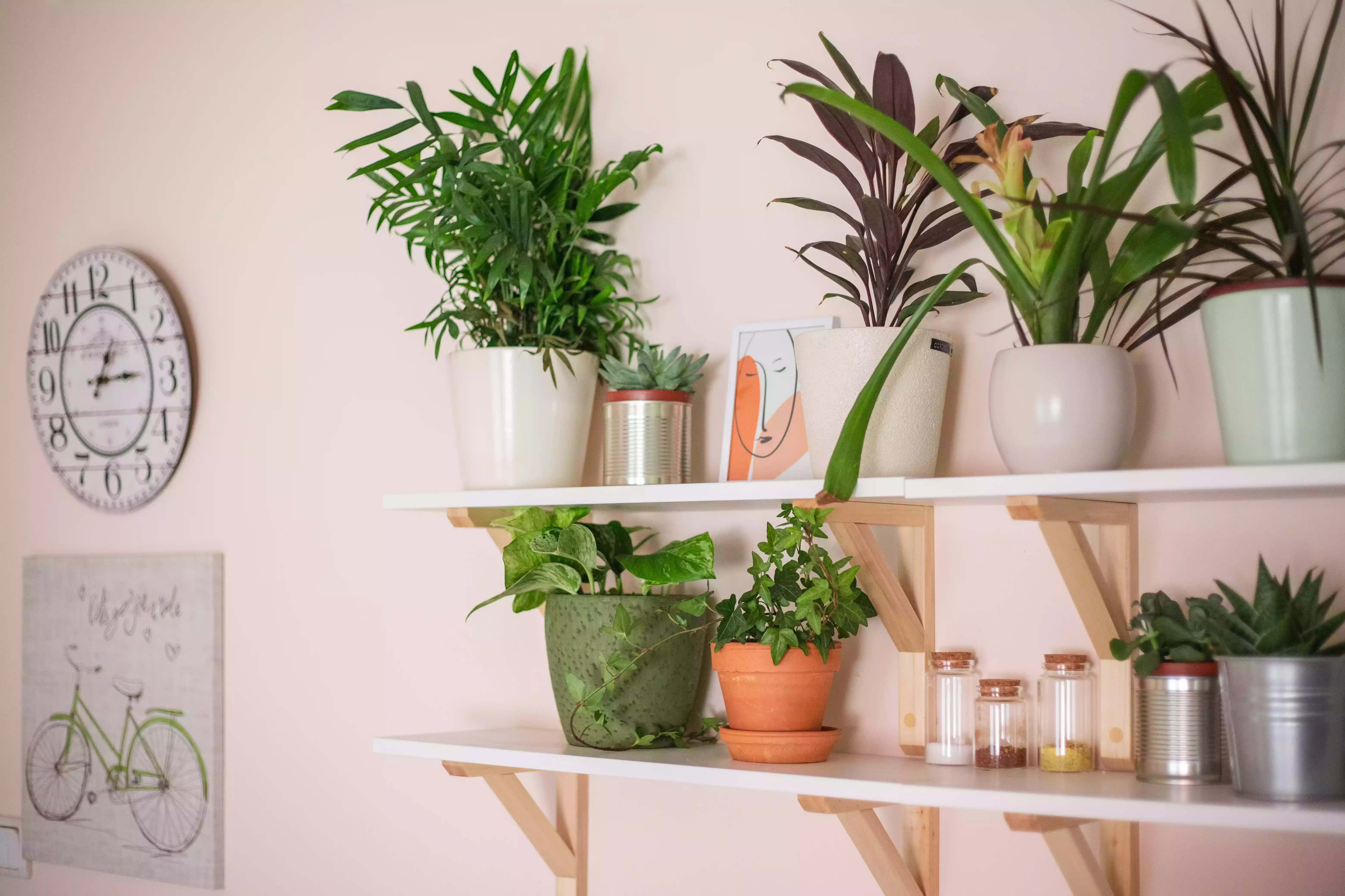 floating shelves filled with assortment of house plants, art, and dry goods