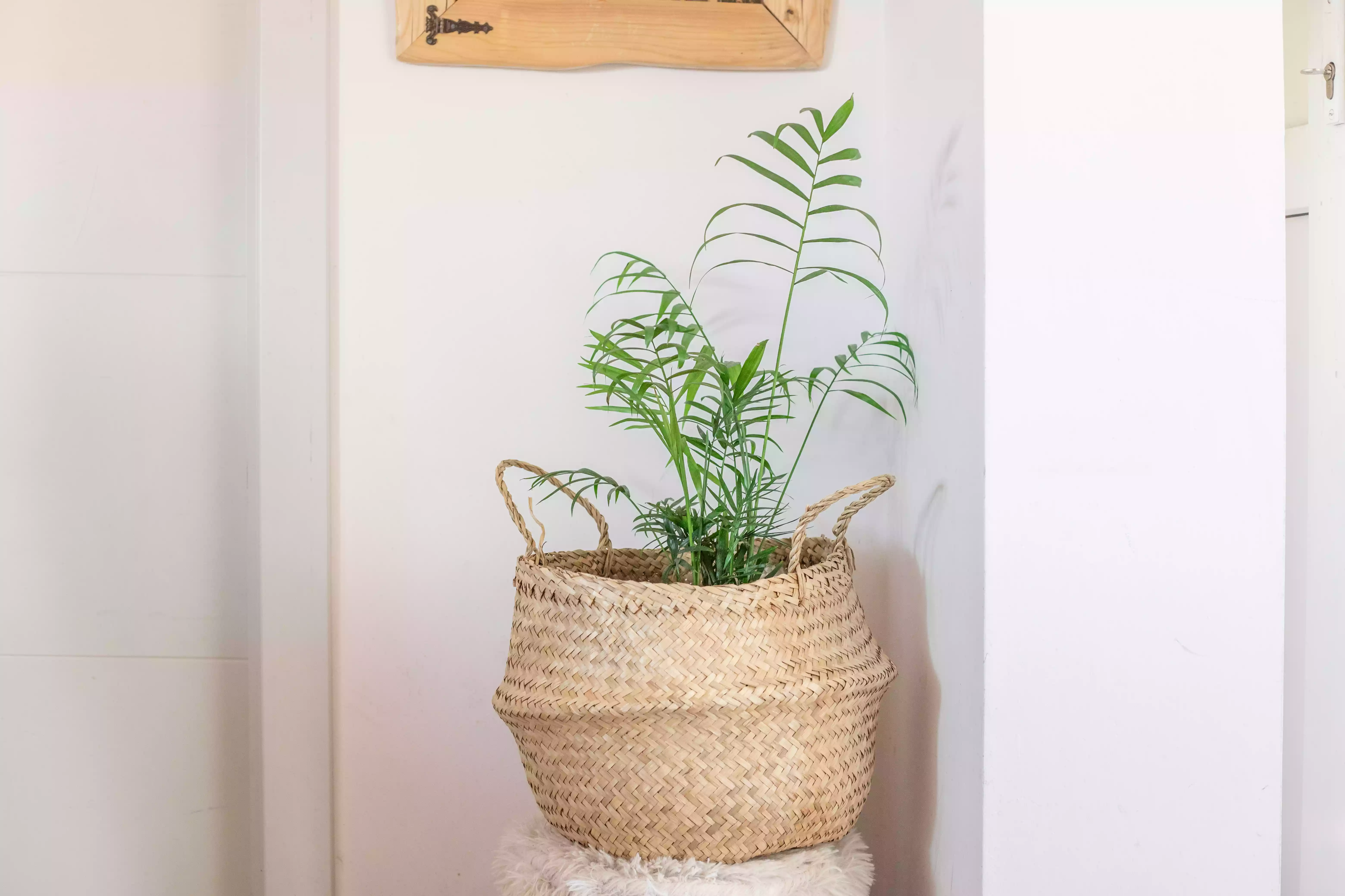 Parlor palm plant in woven basket pot on stool in white house