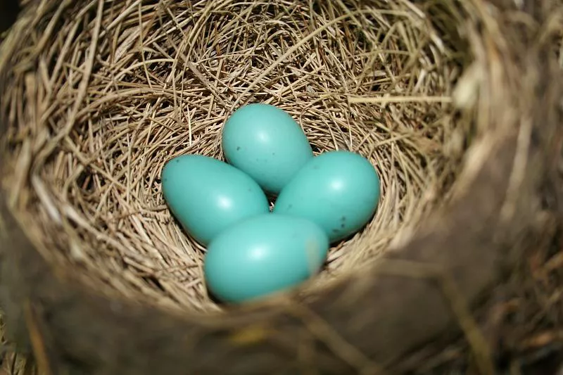 robin eggs in a nest