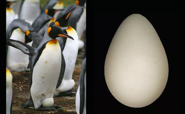 King penguin egg