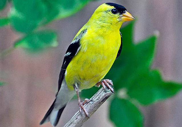 American goldfinch on a branch