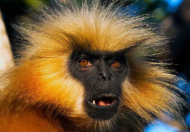 A Gee's golden langur with a solid black face and golden fur