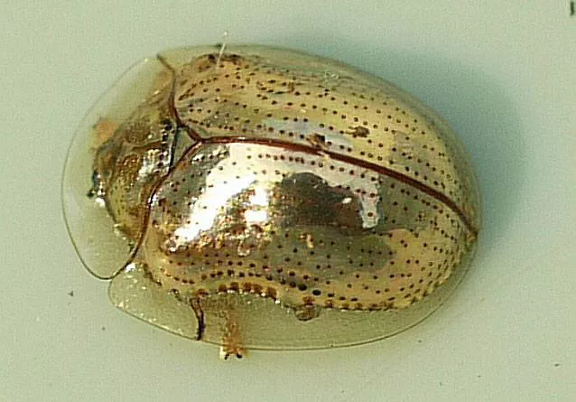 A shiny olden tortoise beetle