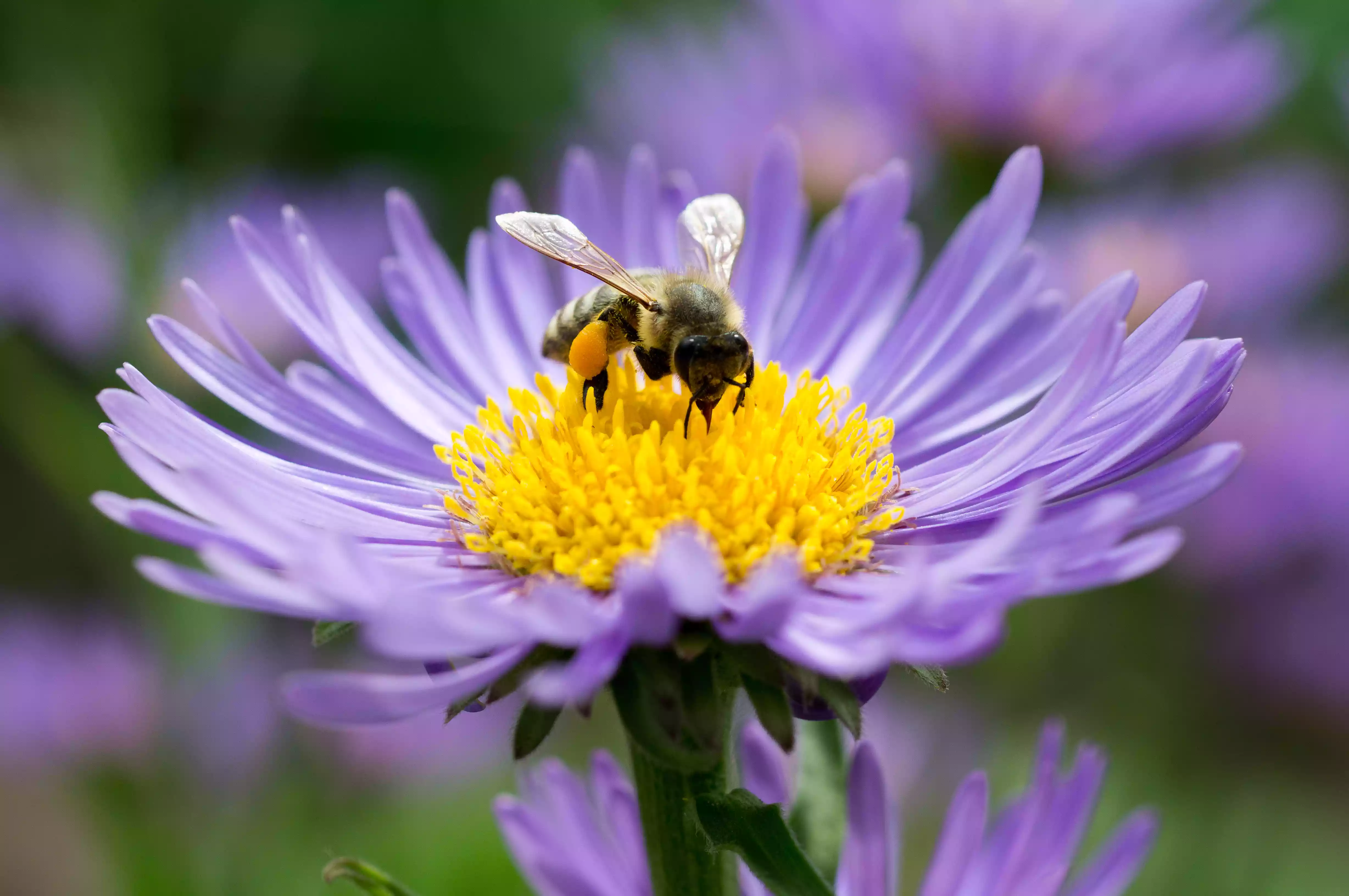 A honey bee investigates an aster