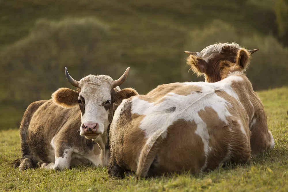 Two brown and white cows with small horns lie down in a field