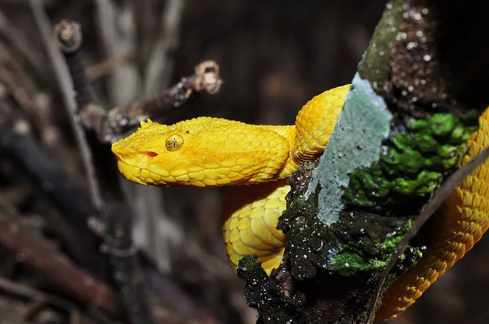 Bright yellow eyelash viper curled on a tree branch