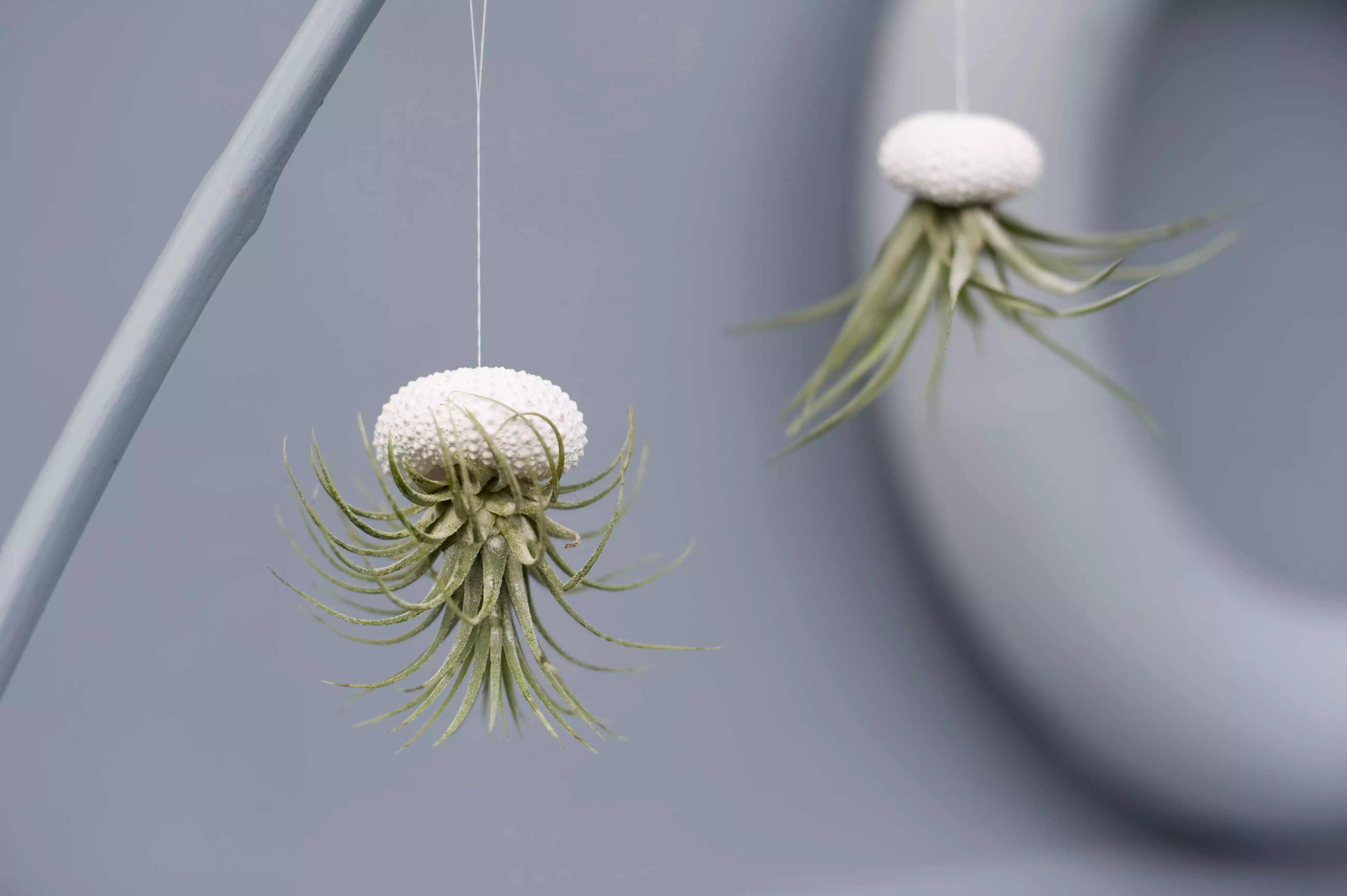 Air plants planted in sea urchin shells