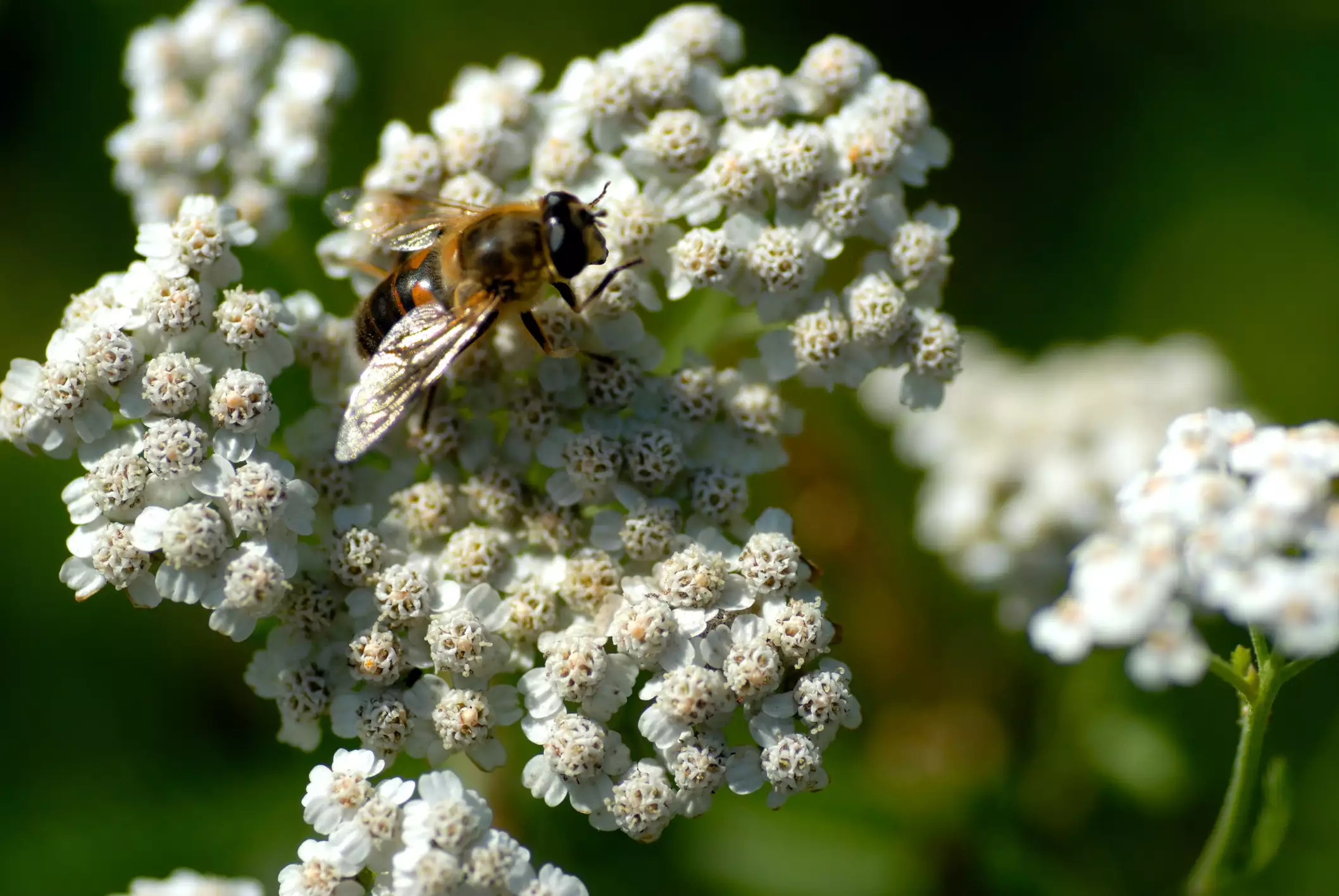 Honeybee on a yarrow plant