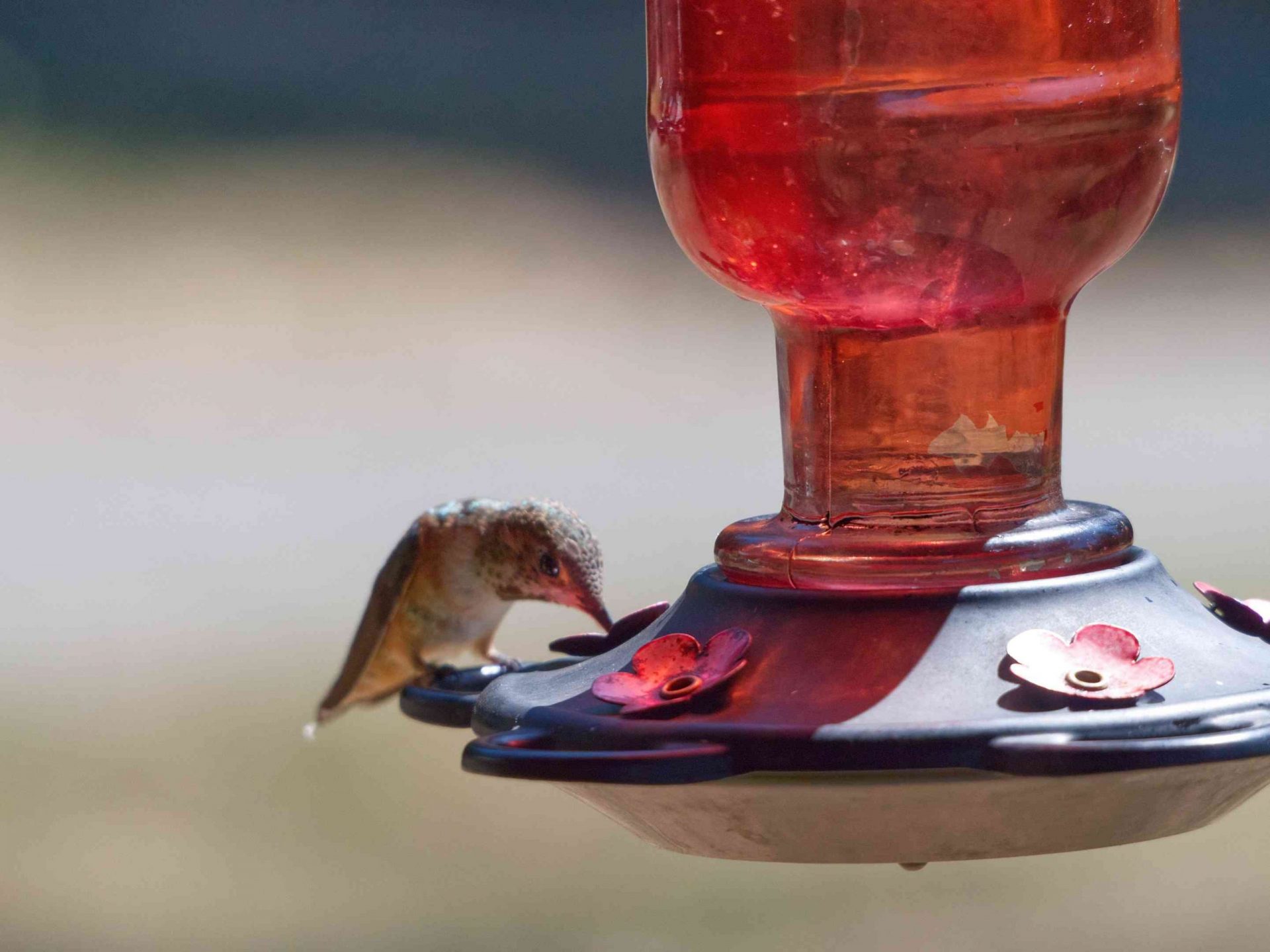 un colibrí se sienta y come en el borde de un alimentador rojo de plástico para colibríes