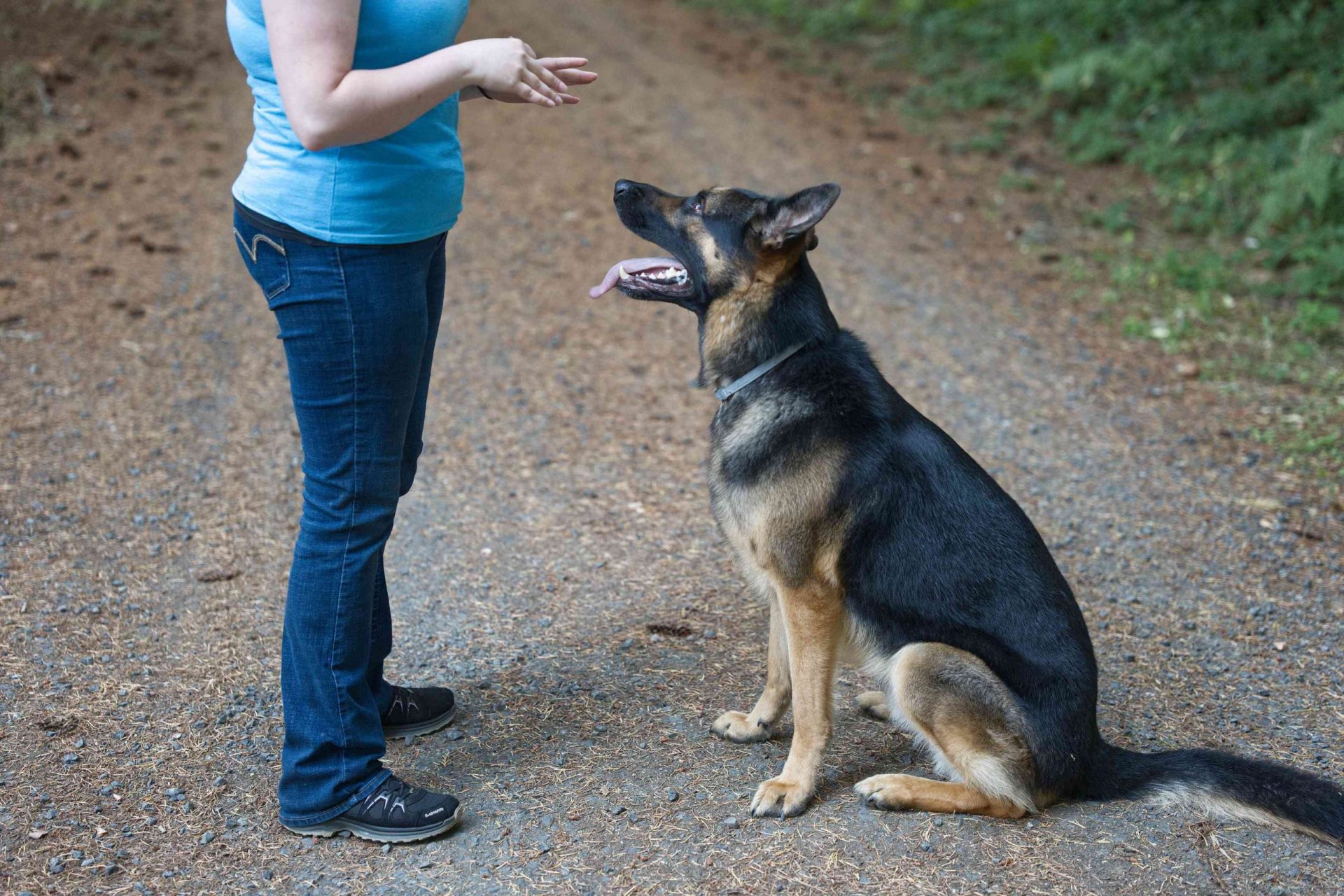 una mujer entrena a su perro pastor alemán con movimientos de la mano mientras está fuera en un camino de tierra