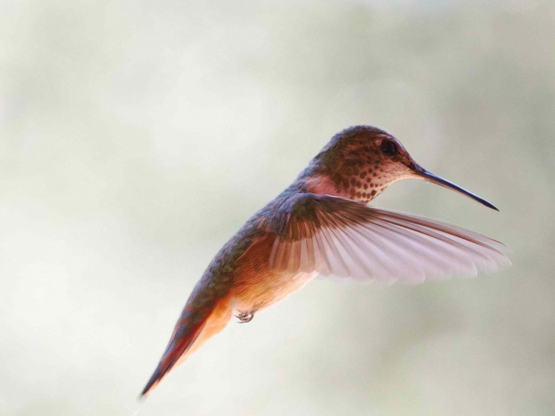 colibrí moteado marrón en pleno vuelo