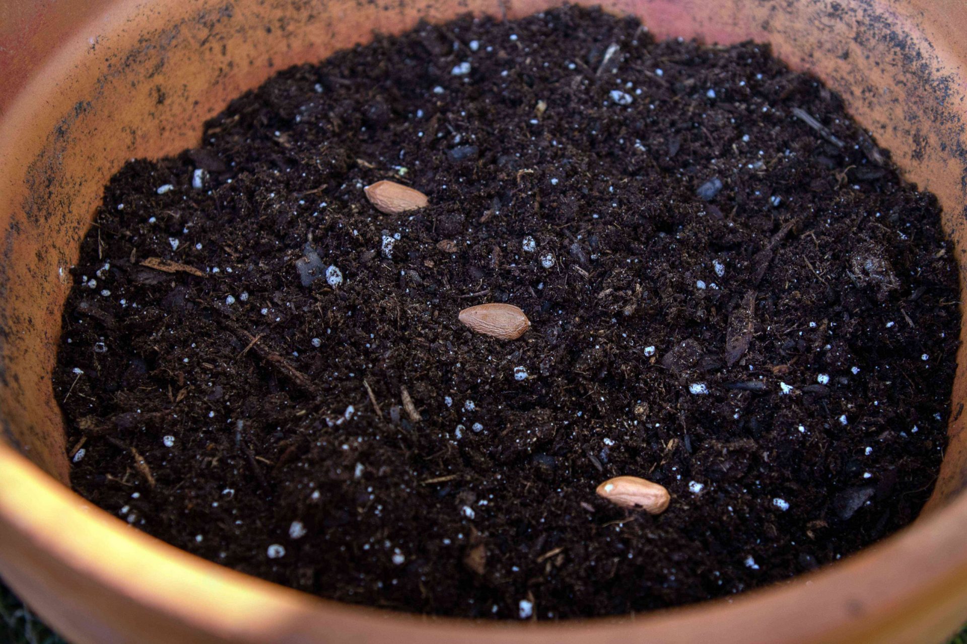 Los cacahuetes descascarillados se plantan en tierra para macetas en un recipiente de terracota para crecer