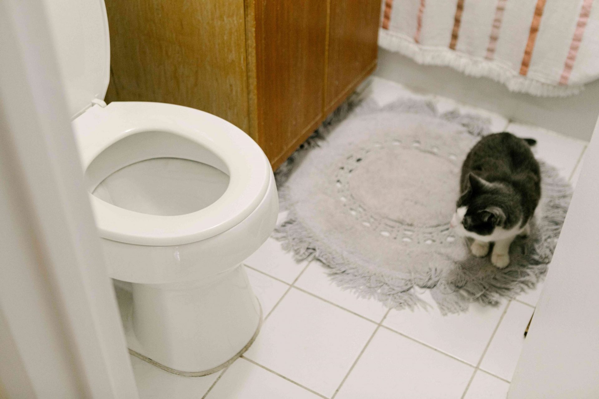 el gato estudia el inodoro sentado en la alfombra gris del baño