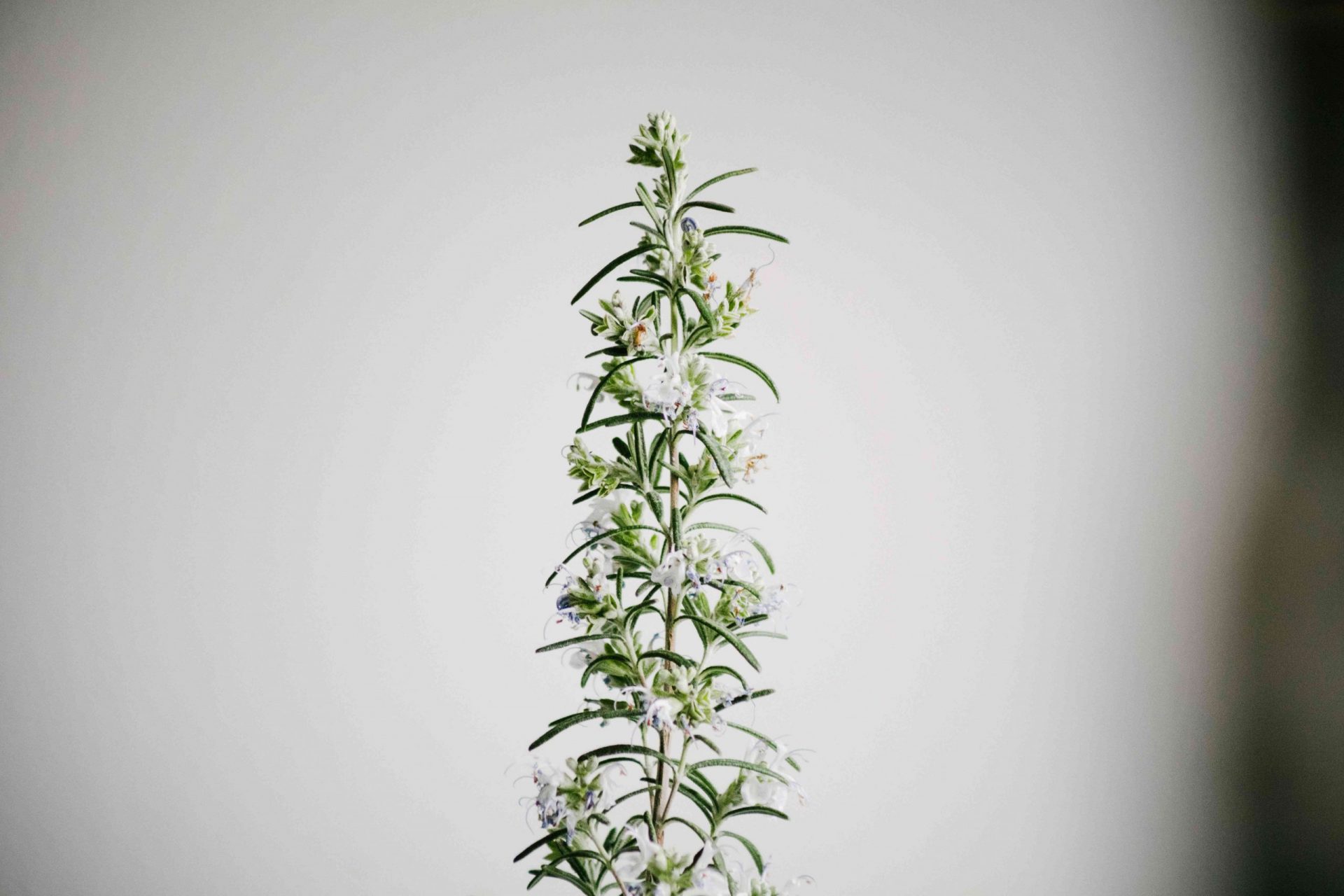 tallo individual de hierba de romero con pequeñas flores blancas en viñeta
