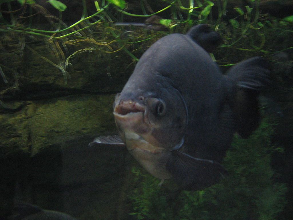 Un pacú nada bajo el agua con la boca visible