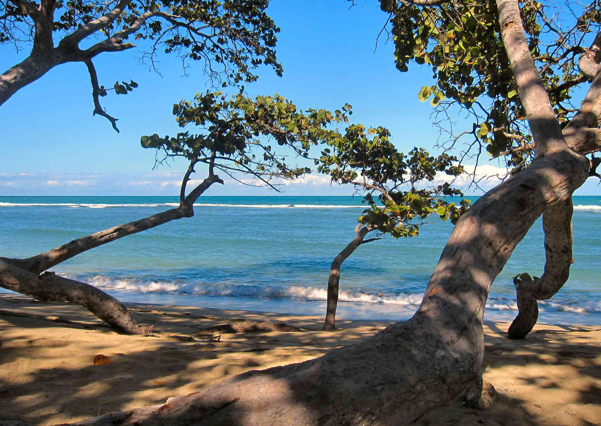 árboles doblados por el viento en la playa de Puerto Plata en la República Dominicana