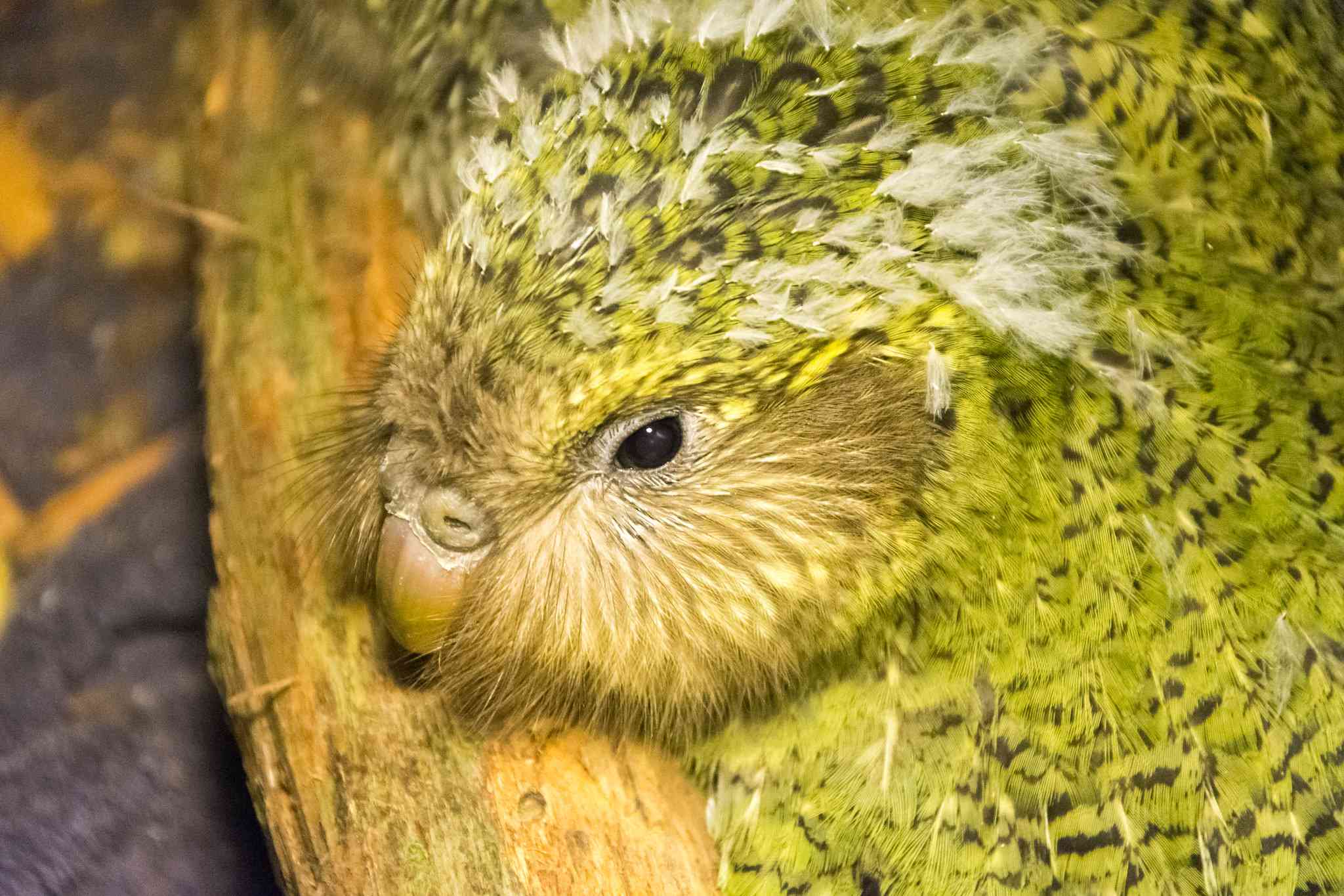 Un polluelo de Kakapo con mullidas plumas blancas
