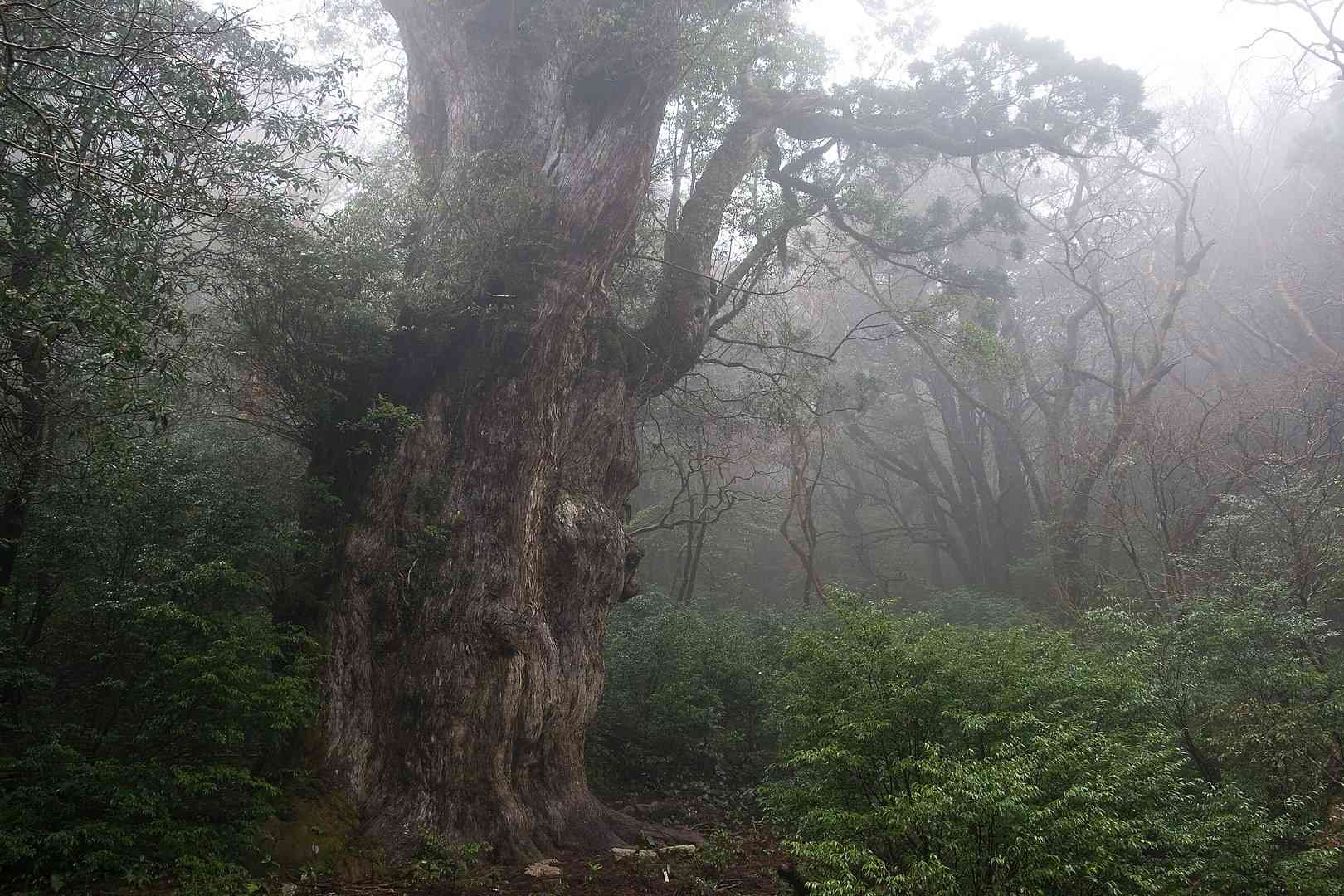 Una vista con niebla del árbol Jōmon Sugi en Yakushima, Japón