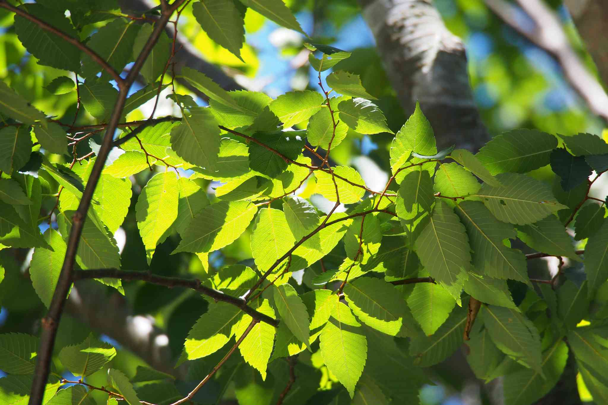 Primer plano de las hojas de una Zelkova serrata japonesa