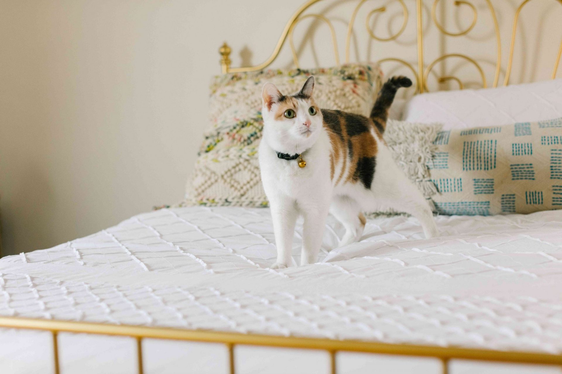 un gatito calicó sobre una bonita colcha blanca en una cama de metal dorada